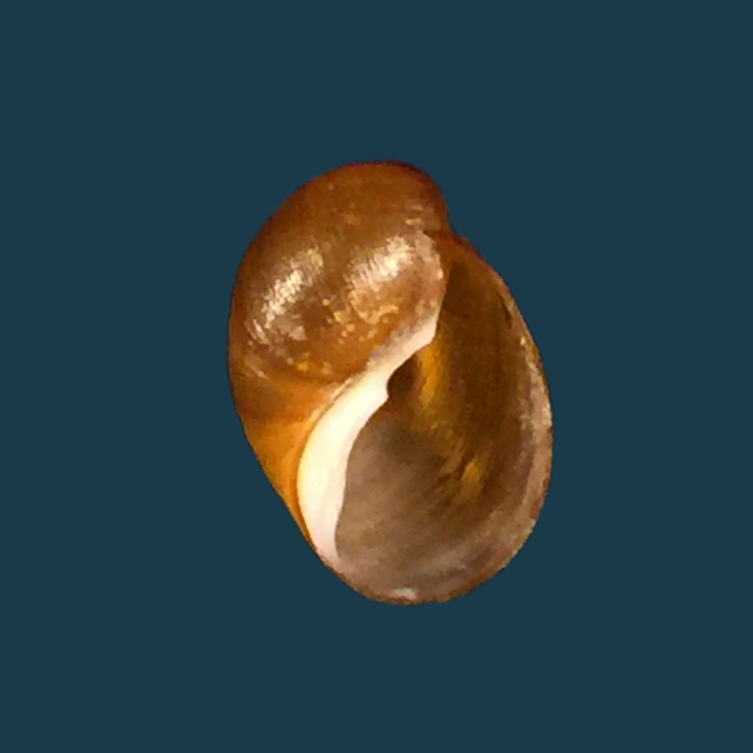 Chilina megastoma H. Scott, 1958 - 11,7毫米