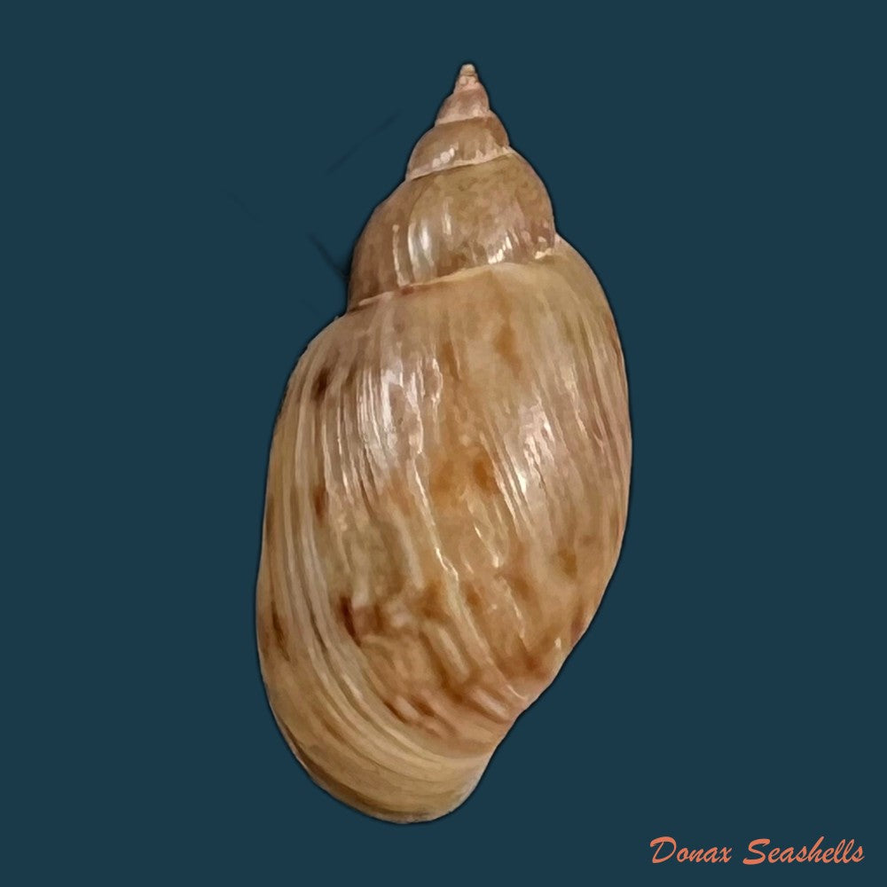 copia-de-chilina-parchappii-orbigny-1835-17-8mm