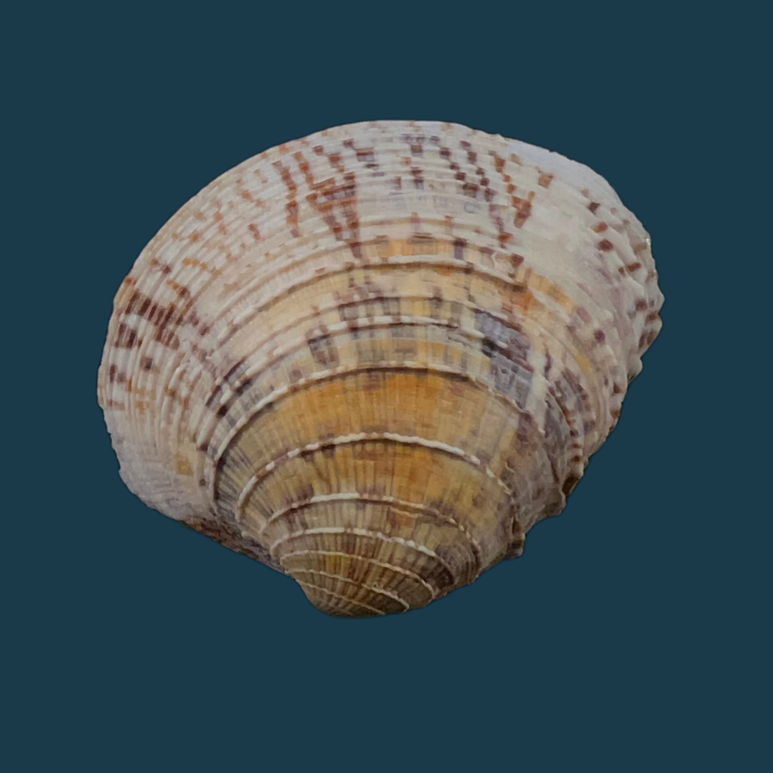 Chione cancellata (林奈, 1767) - 36,7mm