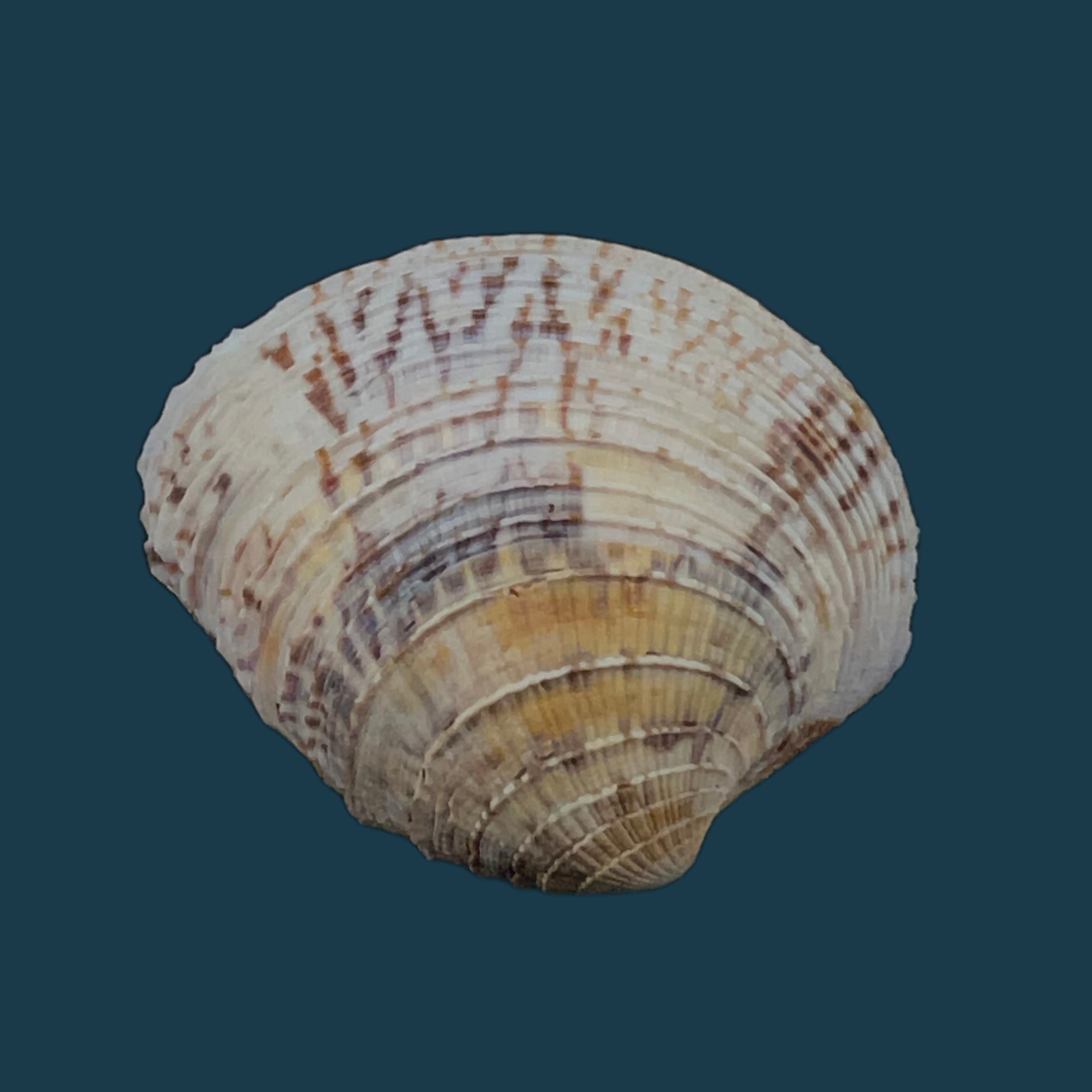 Chione cancellata (林奈, 1767) - 36,7mm