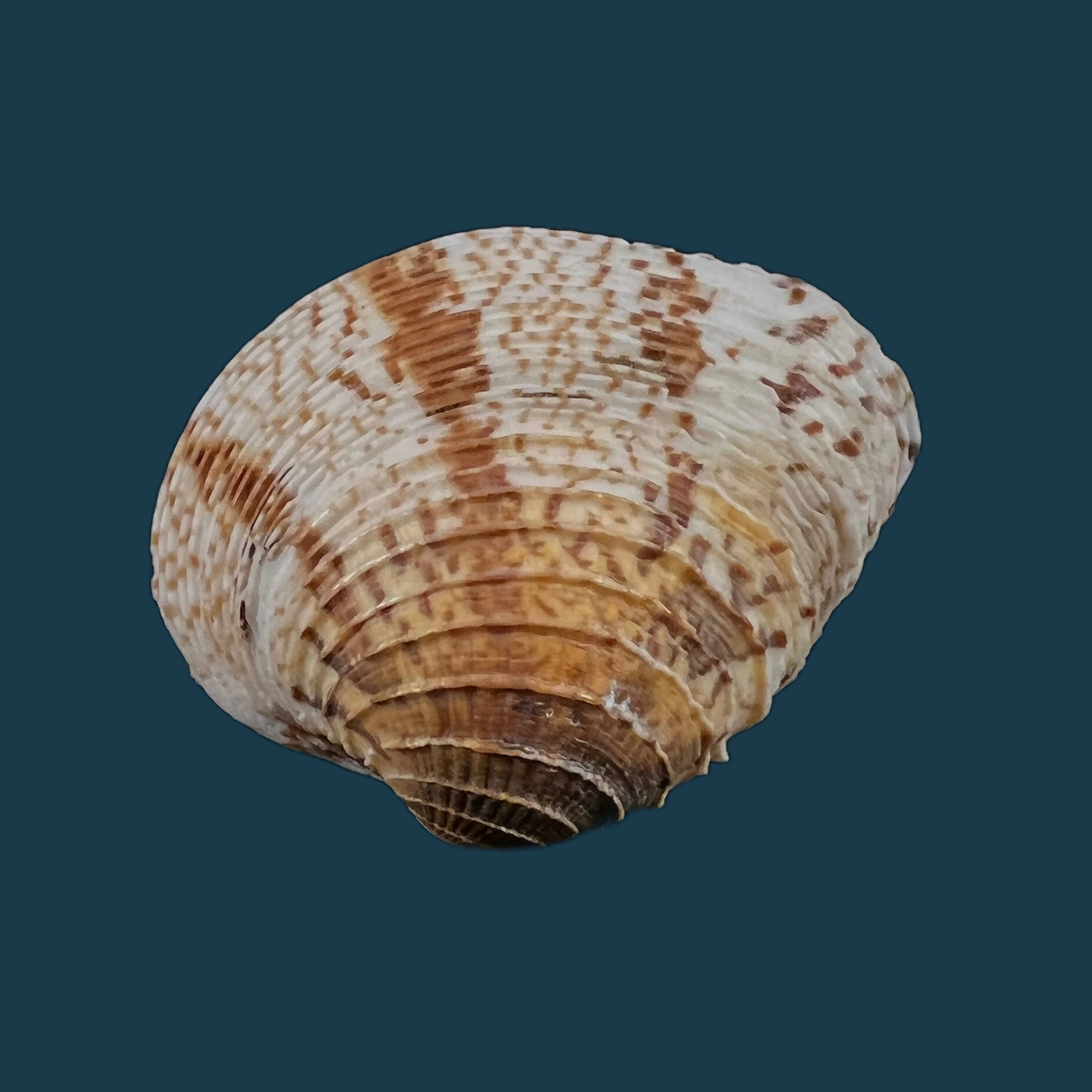 Chione cancellata(林奈,1758 年) - 40 毫米