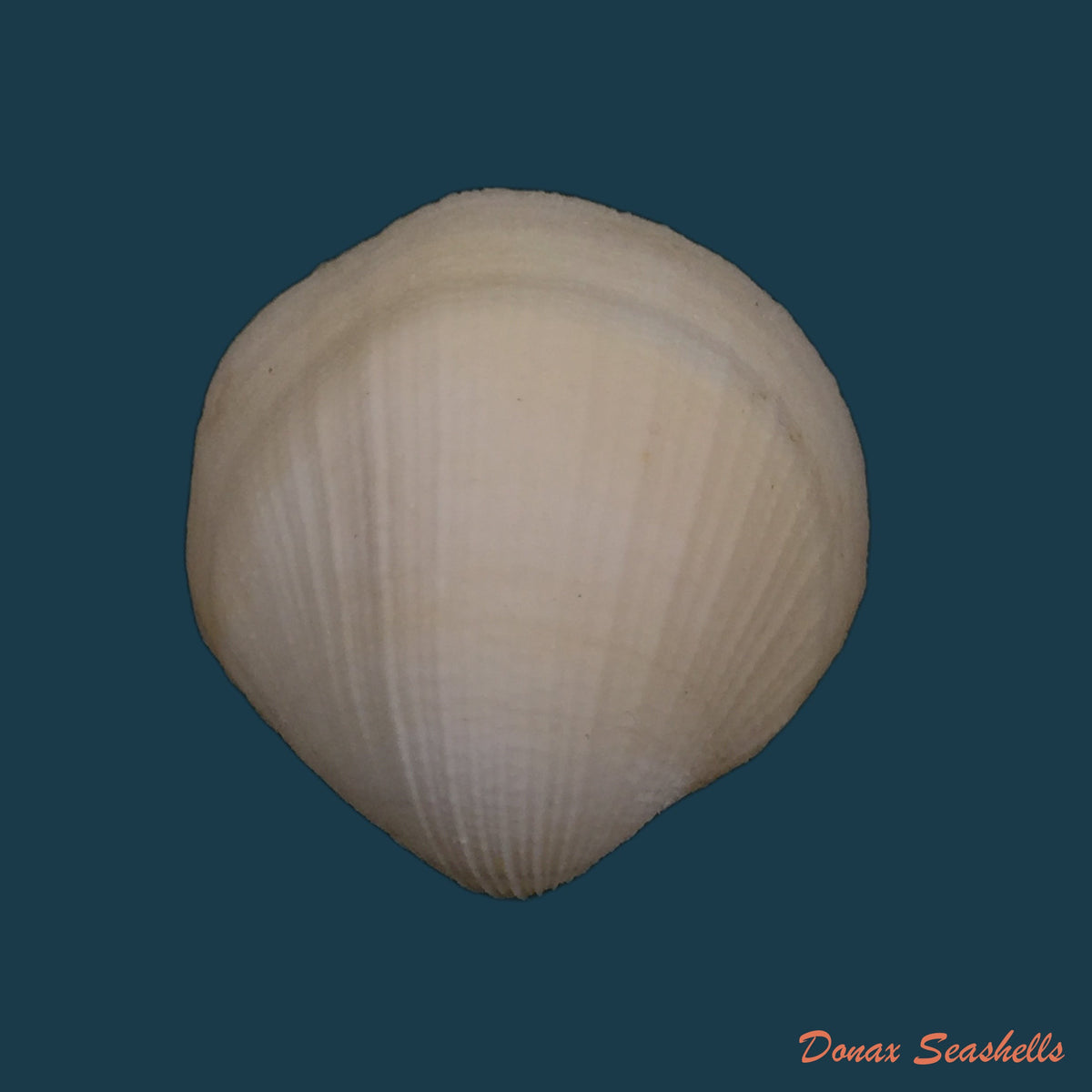 copia-de-chione-cancellata-linnaeus-1767-37-4mm