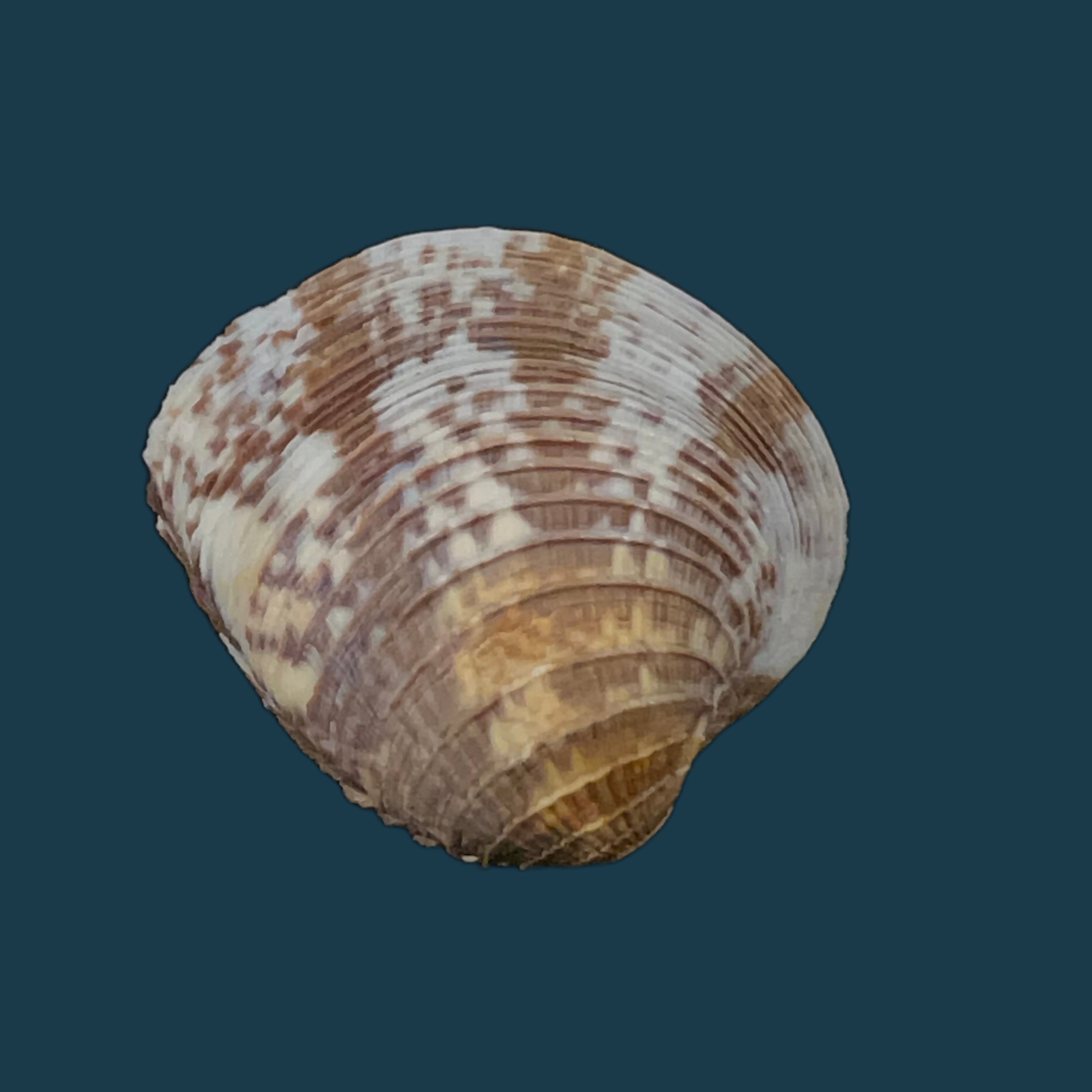 Chione cancellata (林奈, 1767) - 35,6mm