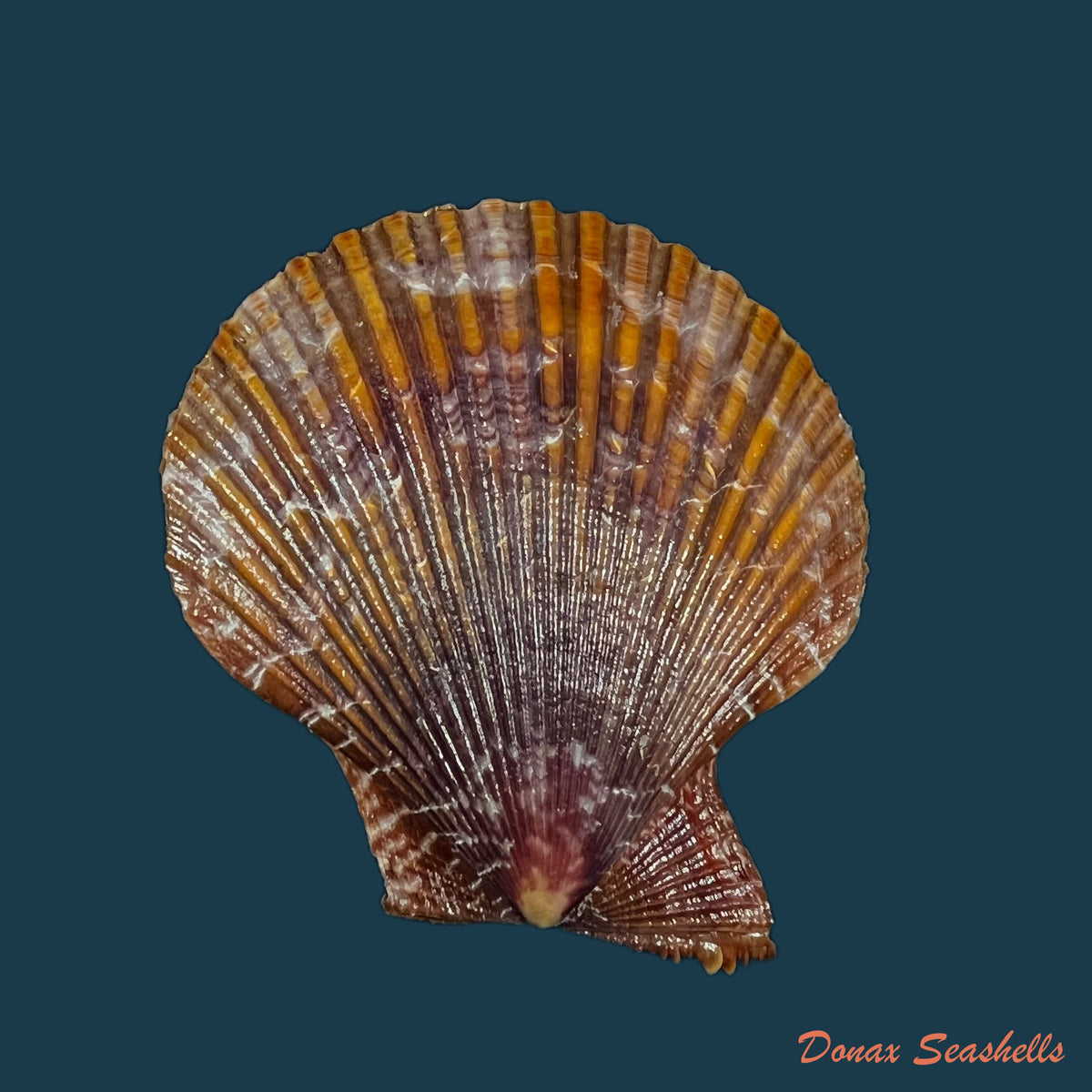 copia-de-chlamys-benedicti-verri-bush-1897-15-9mm