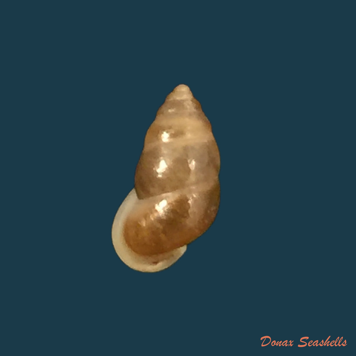 copia-de-chondrotryra-cerina-roseoapicata-torres-bartsch-1938