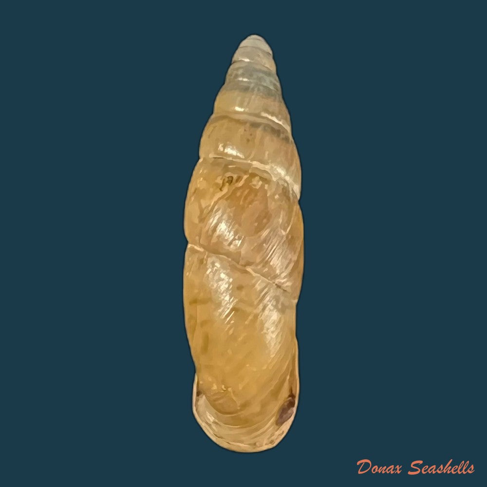 copia-de-cirrophaedusa-plicilabris-grego-szekeres-2011-35-8mm
