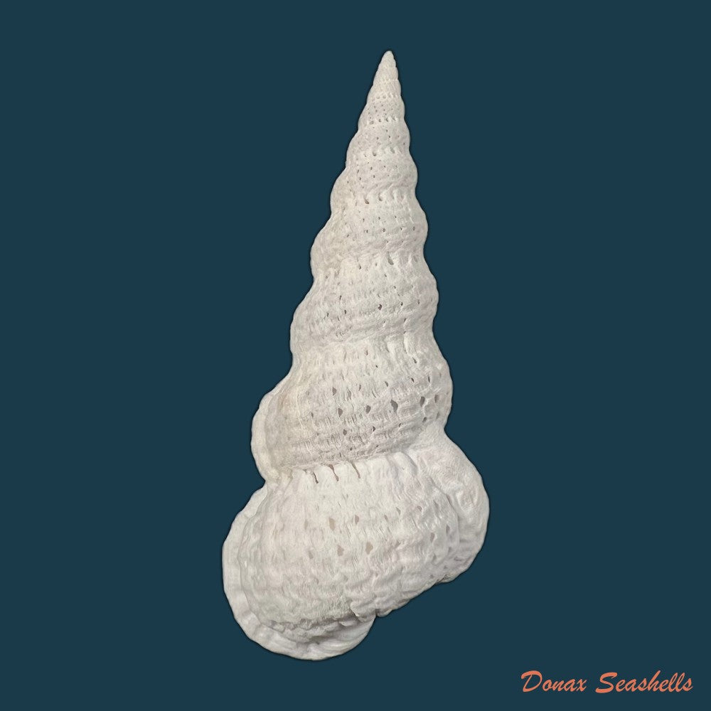 copia-de-cirsotrema-varicosum-lamarck-1822-56-6mm