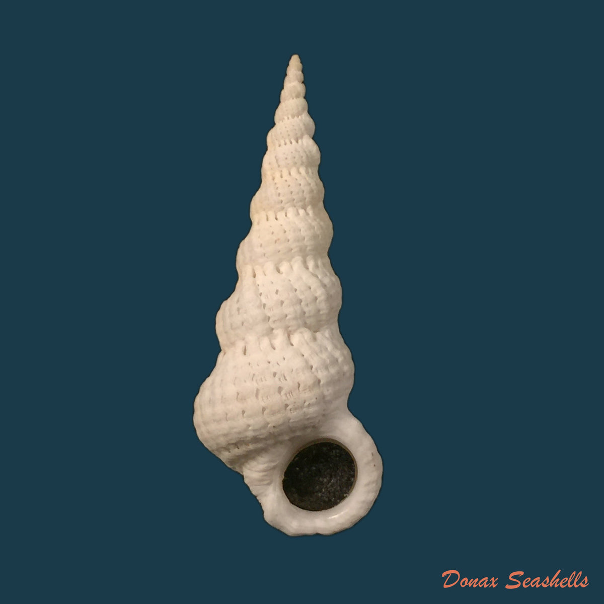 copia-de-cirsotrema-varicosum-lamarck-1822-61mm