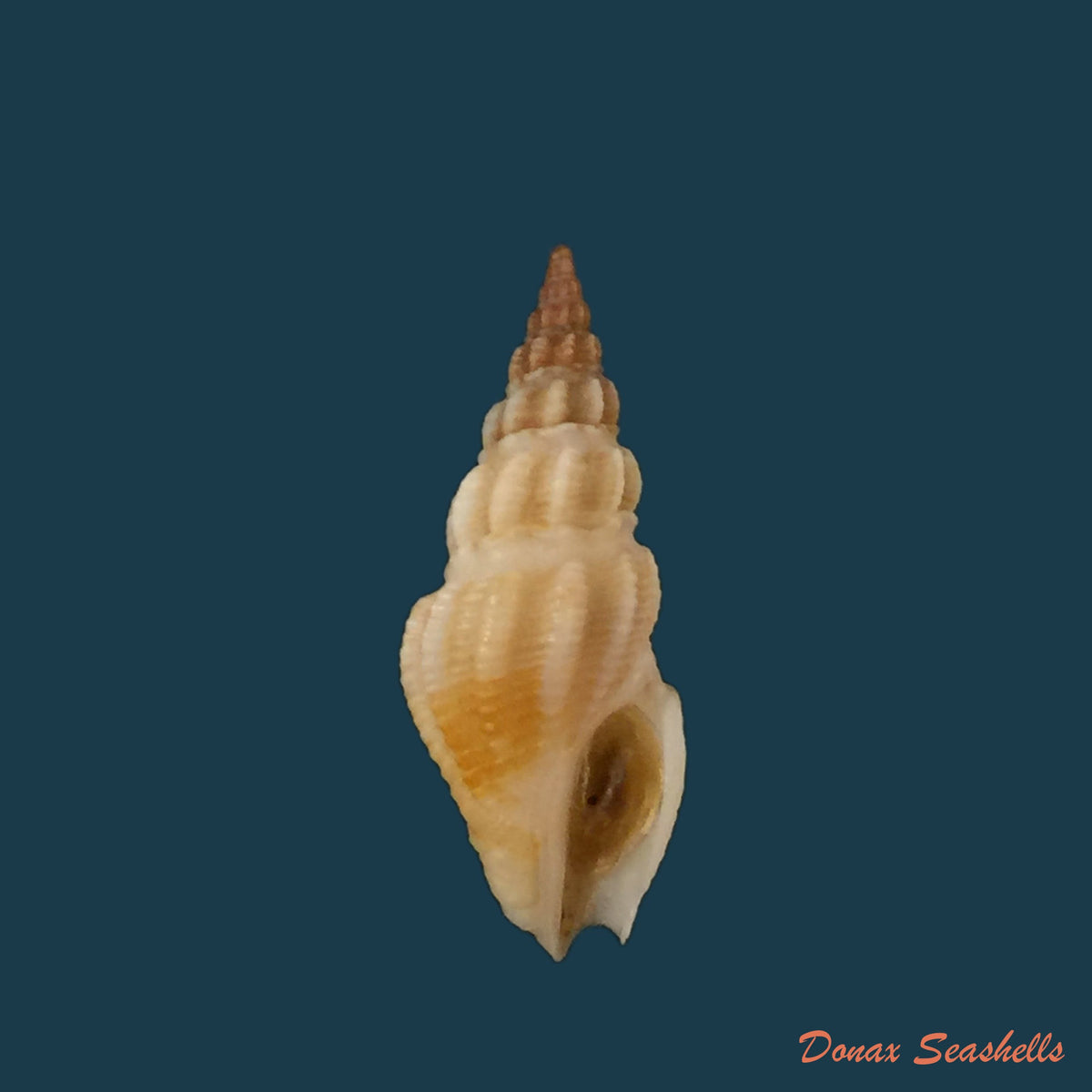copia-de-clathrodrillia-tryoni-dall-1889-18mm