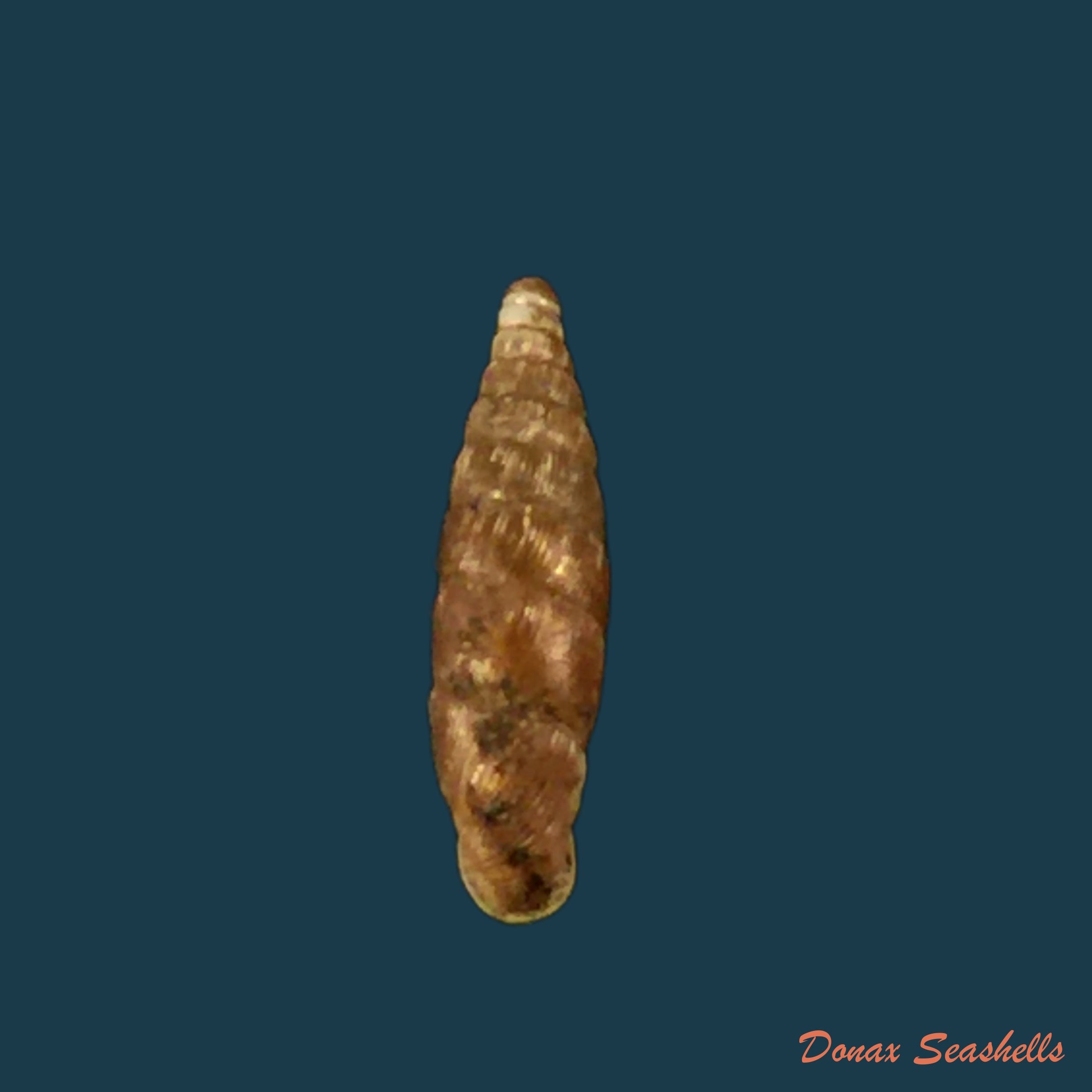 copia-de-clausilia-cruciata-s-studer-1820-11-5mm