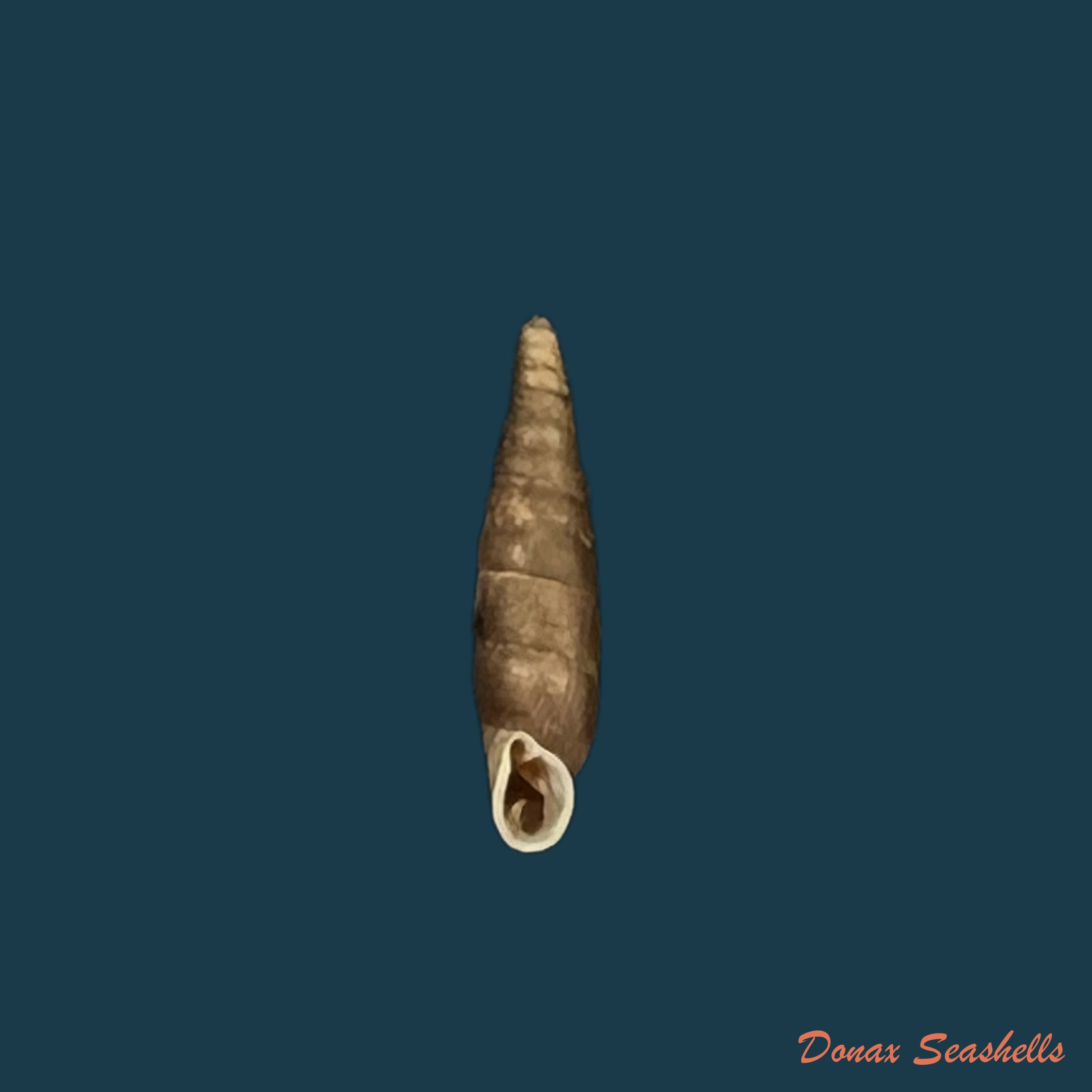 copia-de-clausilia-parvula-a-ferussac-1807-8-2mm-1