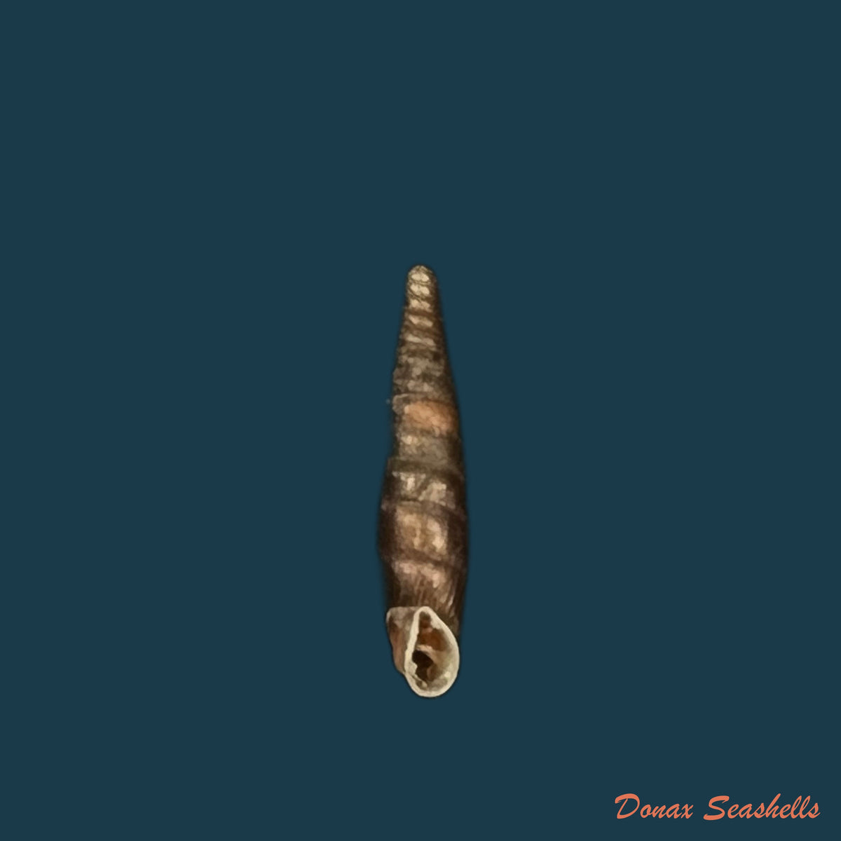 copia-de-clausilia-pumila-pfeiffer-1828-14-5mm