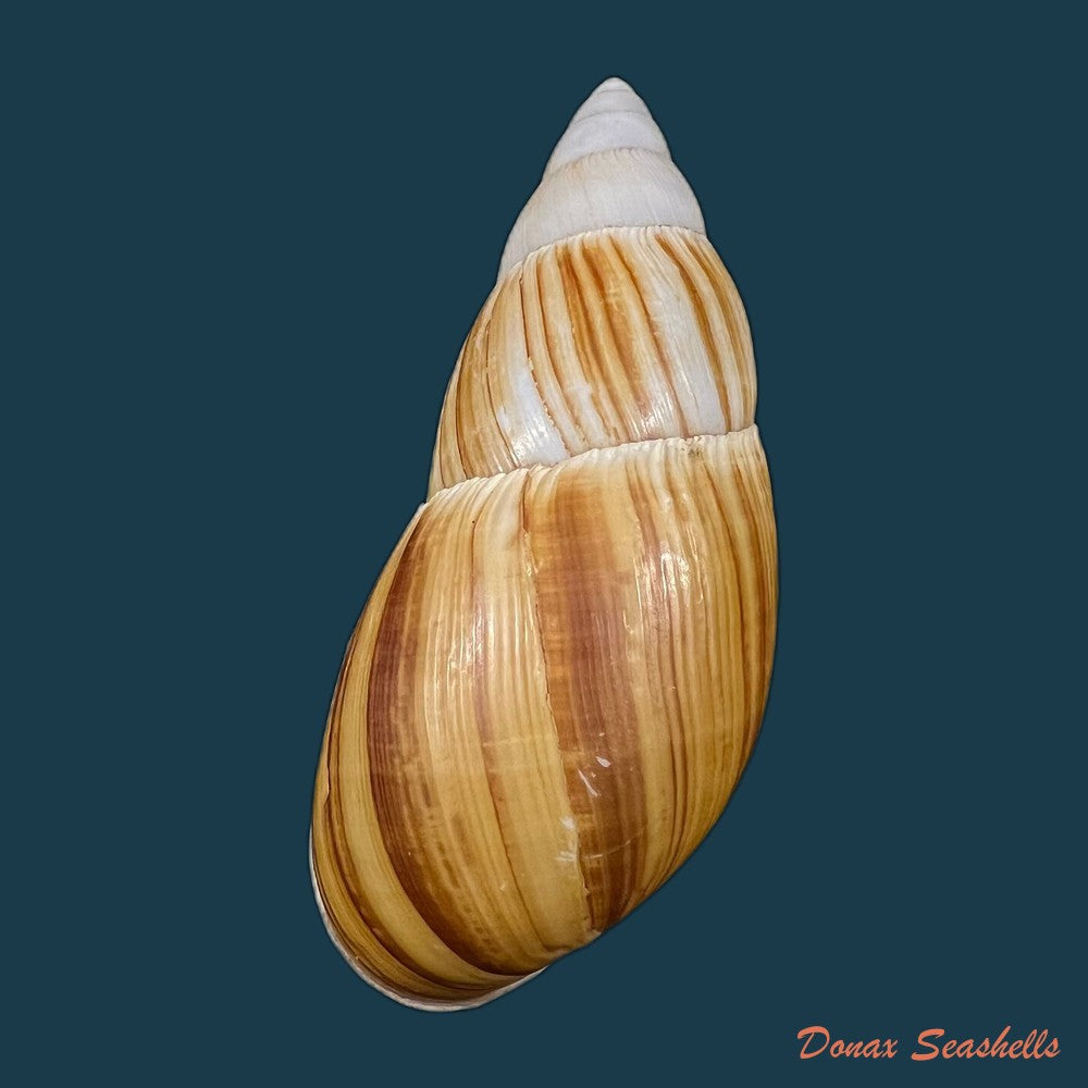 copia-de-clavator-grandidieri-crosse-p-fischer-1868-86-1mm