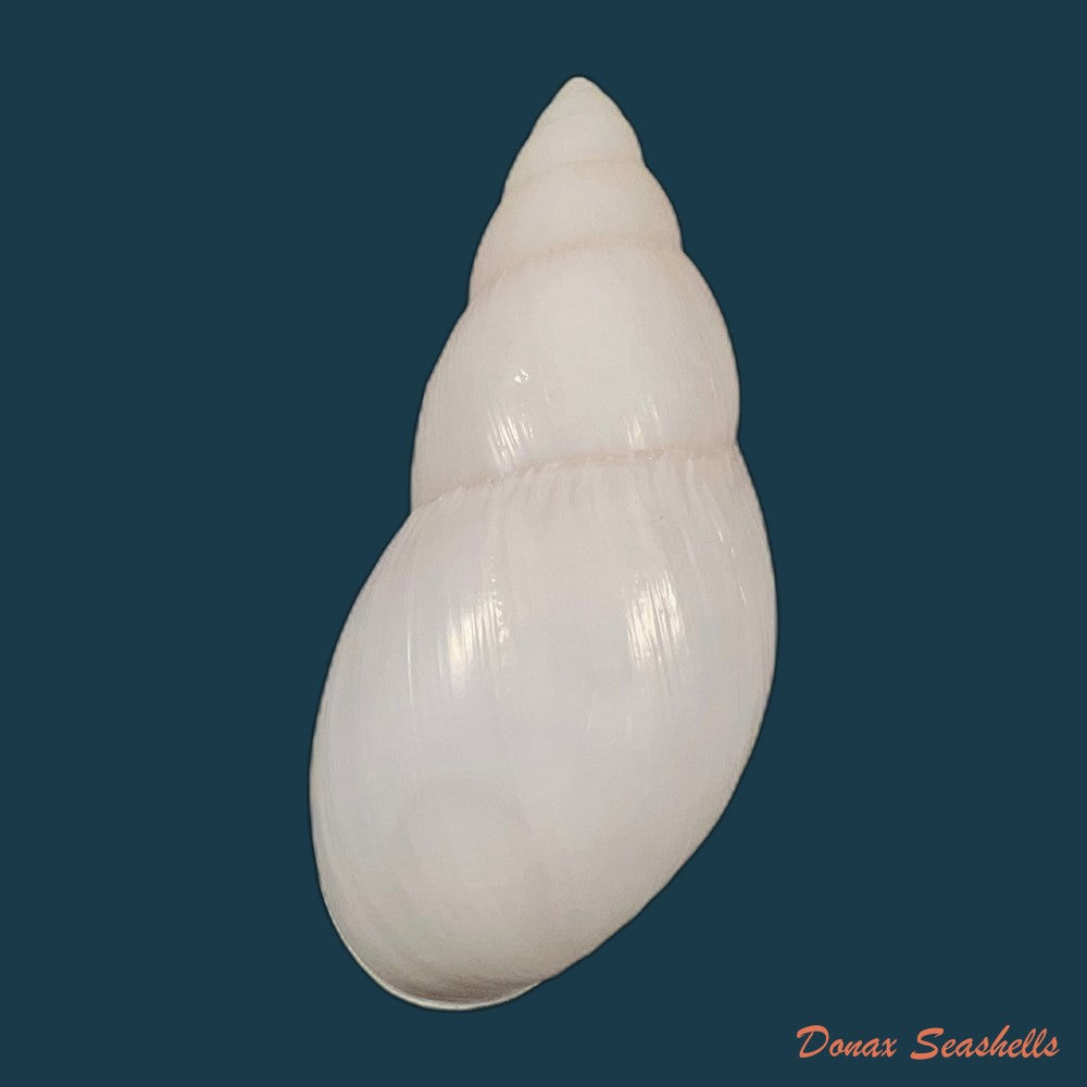 copia-de-clavator-grandidieri-crosse-p-fischer-1868-89-5mm