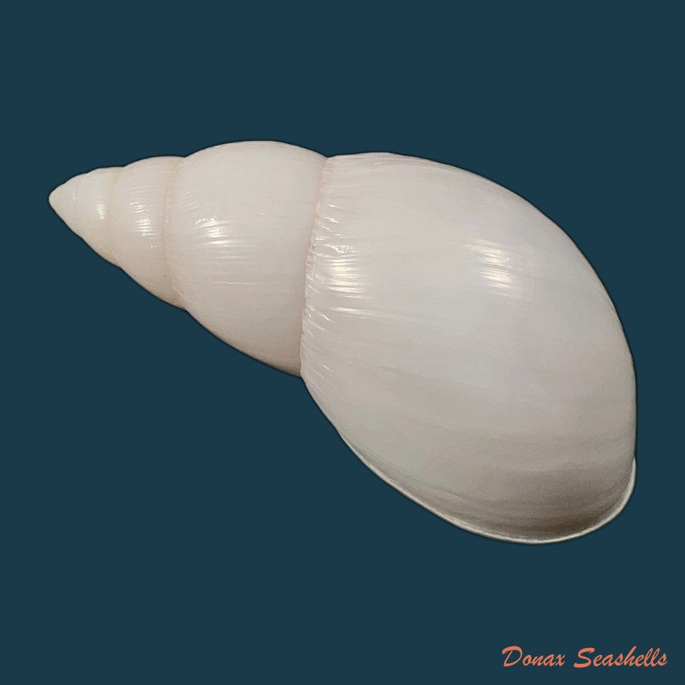 copia-de-clavator-grandidieri-crosse-p-fischer-1868-89-5mm