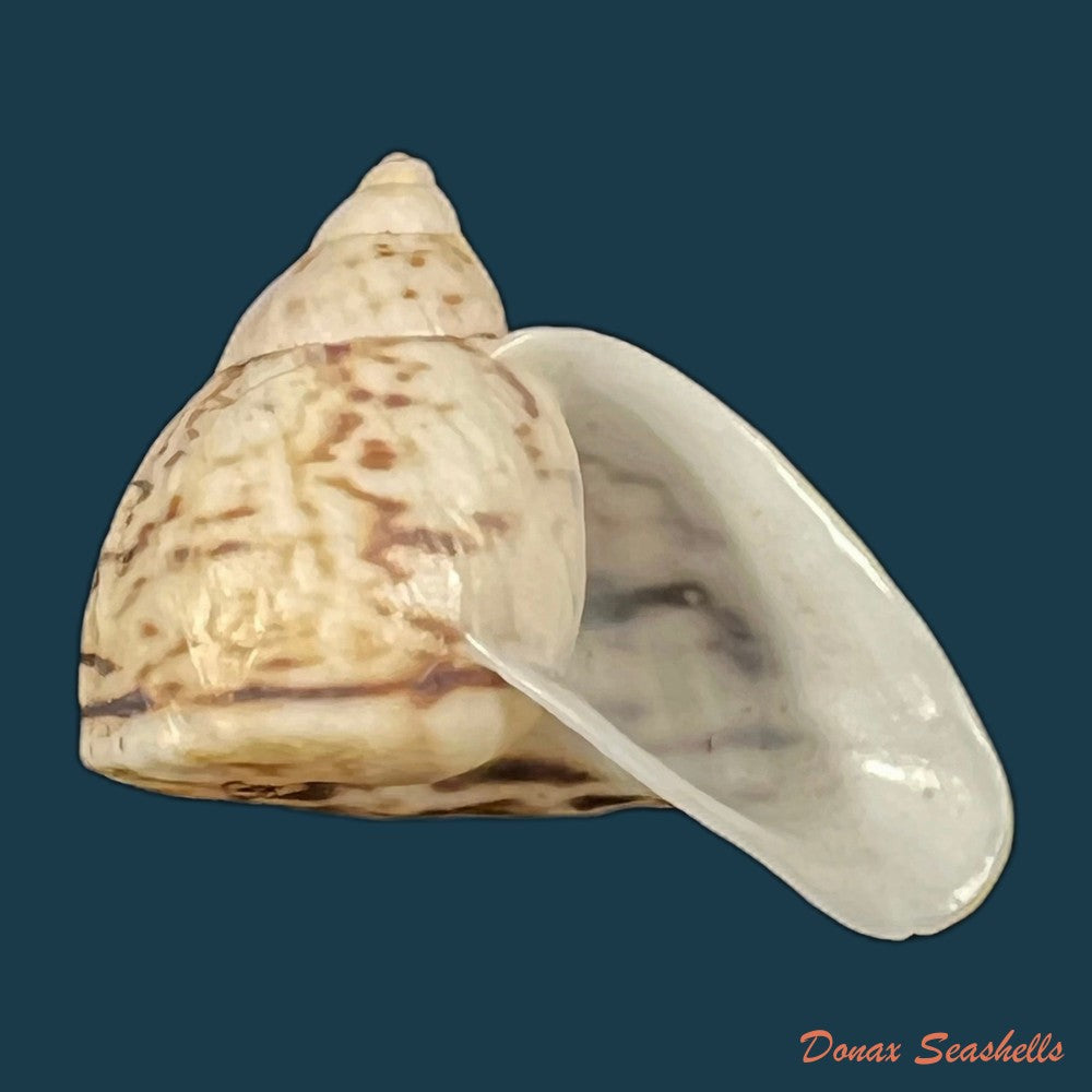 copia-de-cochlorina-lateralis-menke-1828-27-4mm