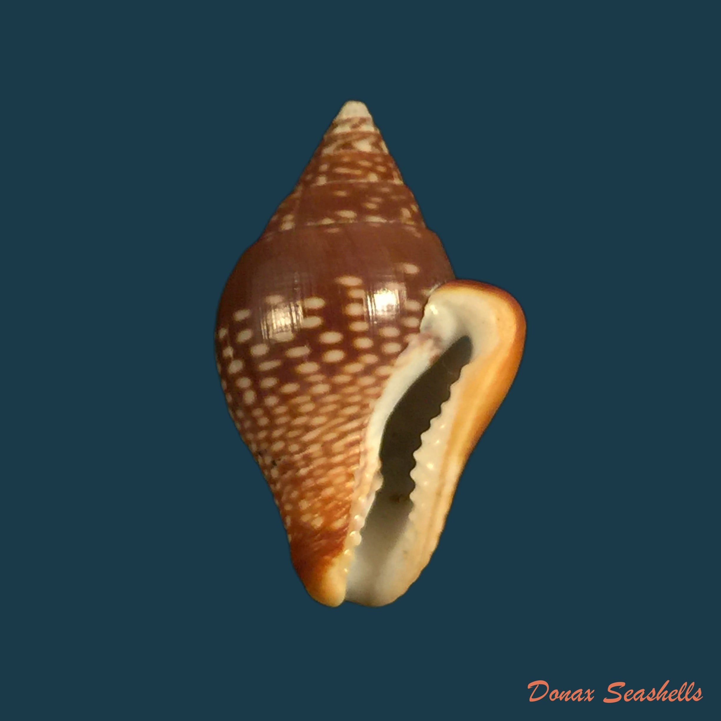copia-de-columbella-major-g-b-sowerby-i-1832-22-7mm