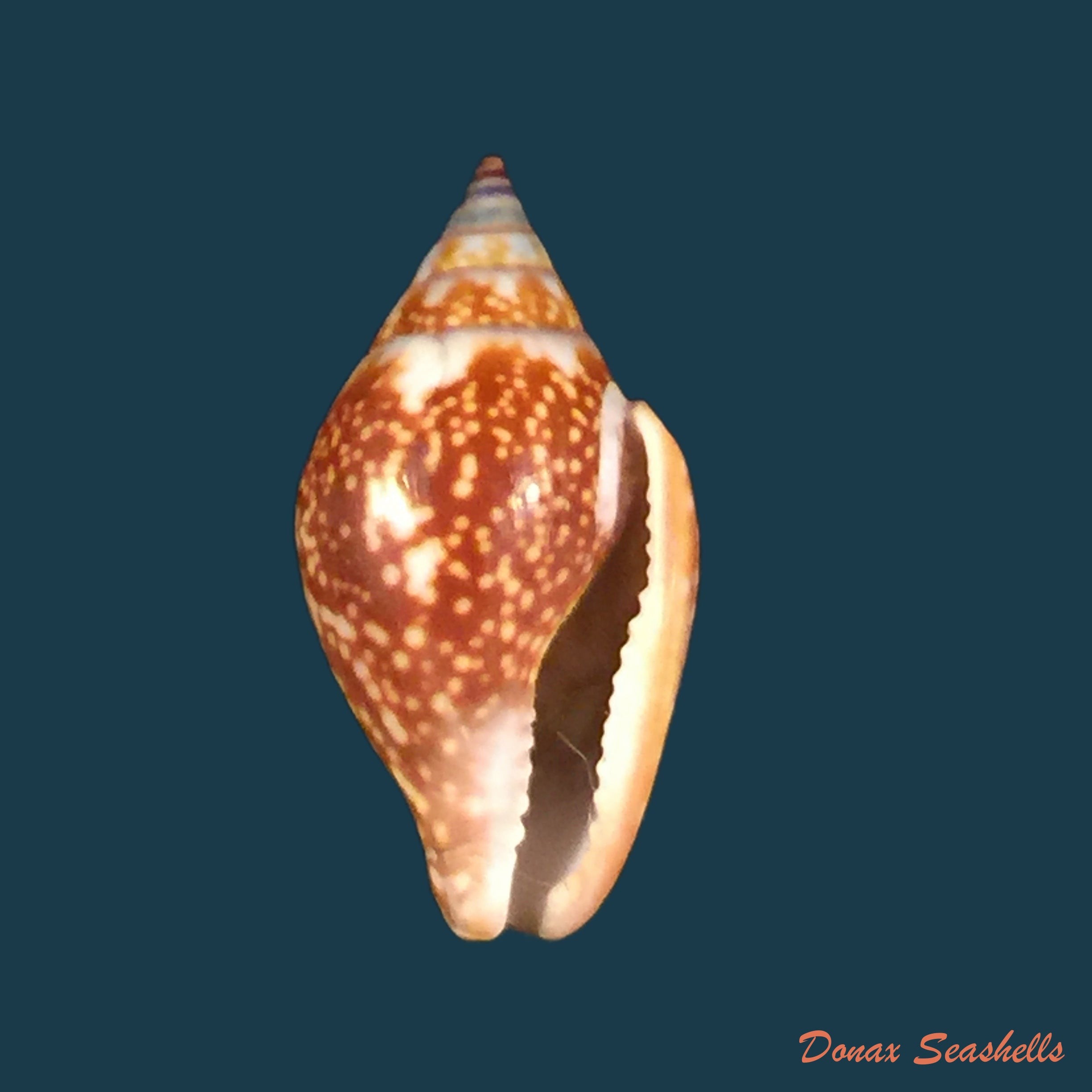 copia-de-columbella-sonsonatensis-morch-1860-8-1mm