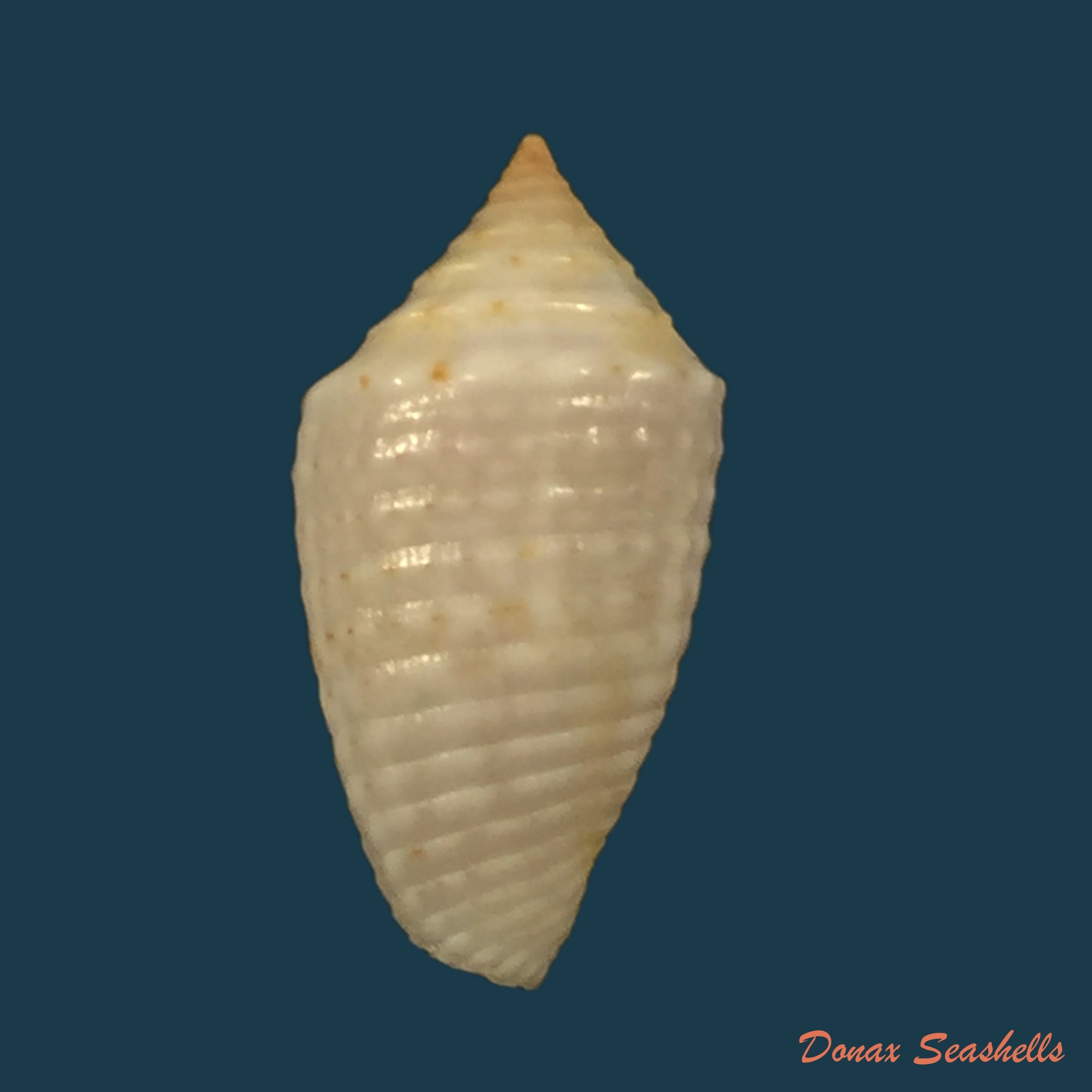 copia-de-conasprella-anacarolinae-cossignani-2019-17-2mm