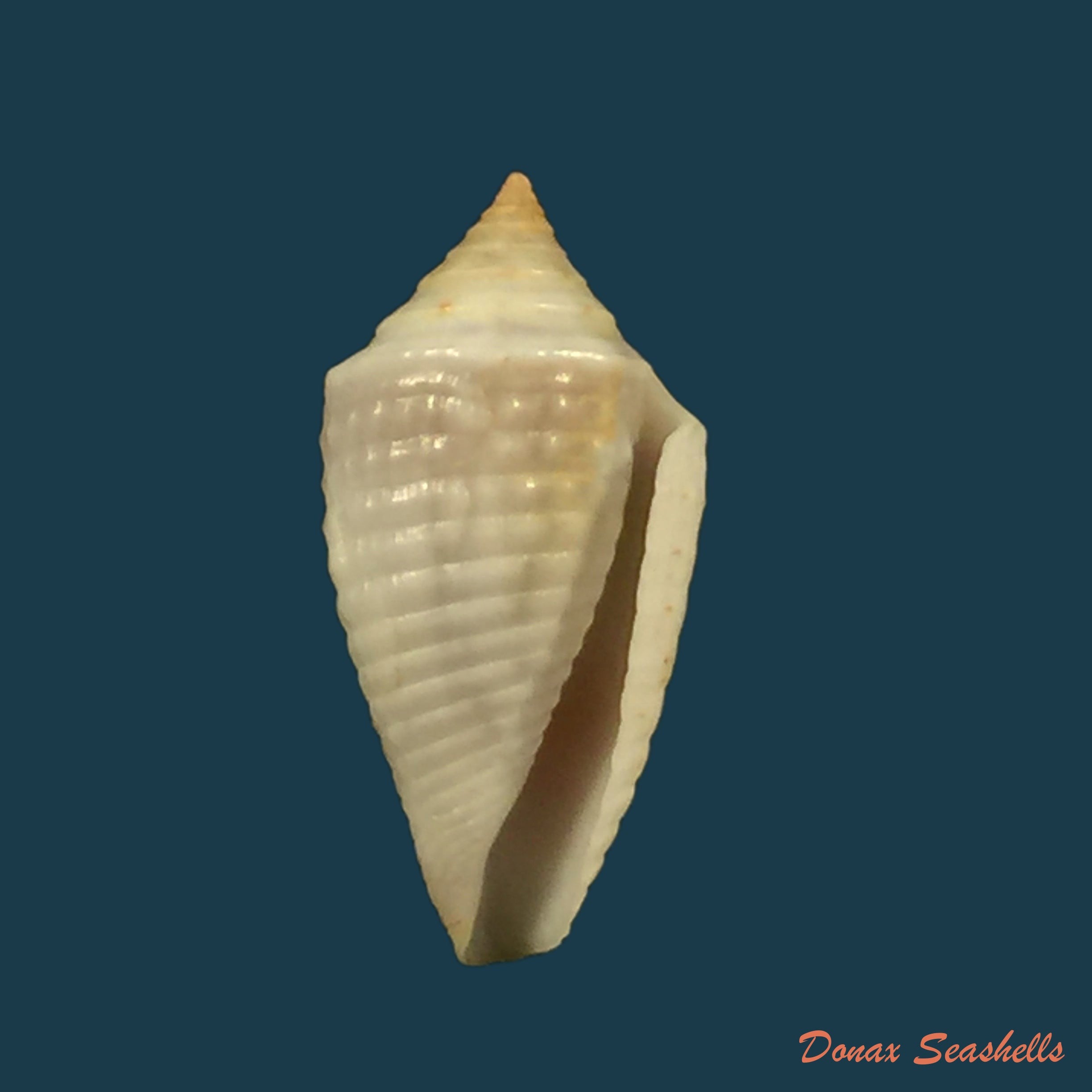 copia-de-conasprella-anacarolinae-cossignani-2019-17-2mm
