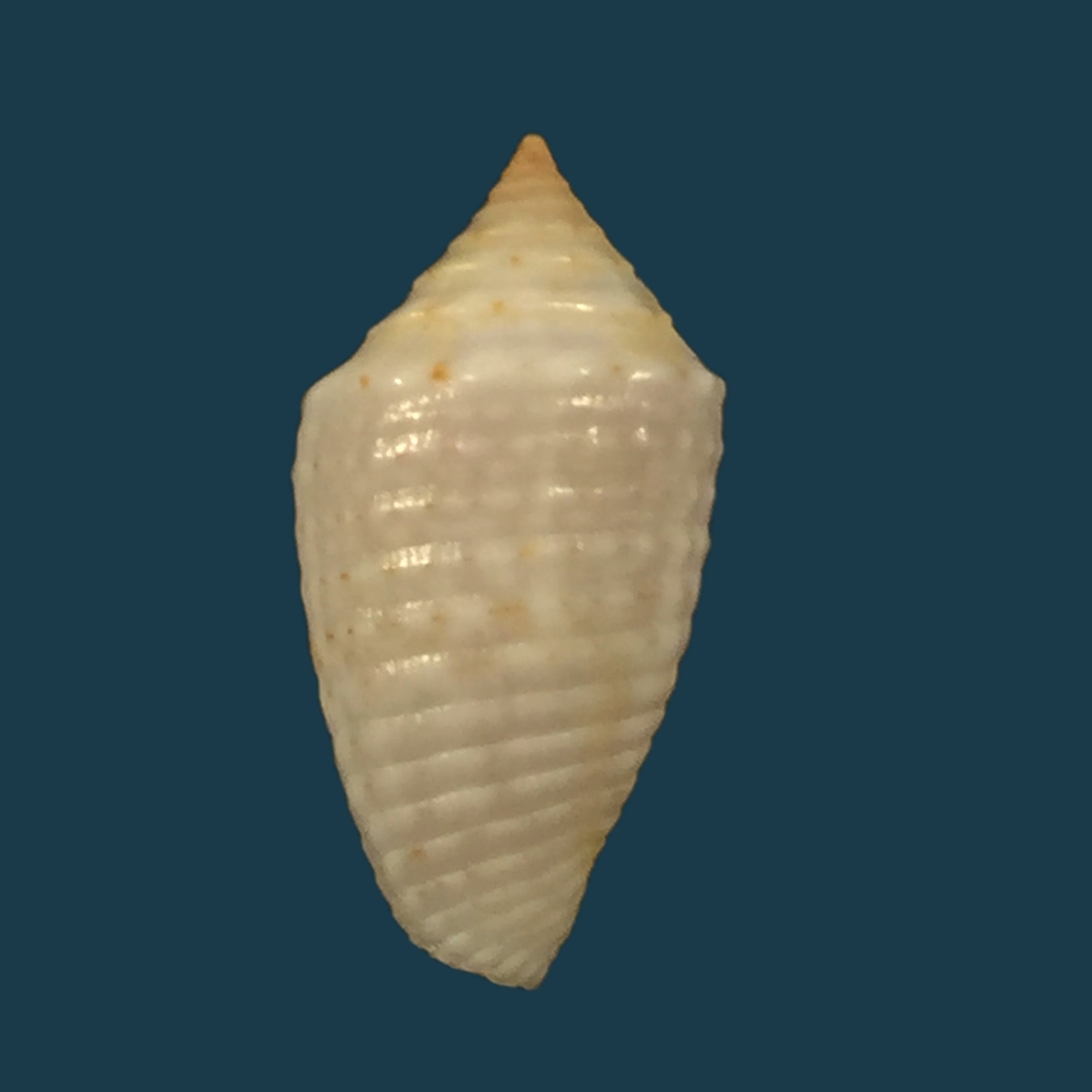 Conasprella anacarolinae Cossignani, 2019 - 17,7mm