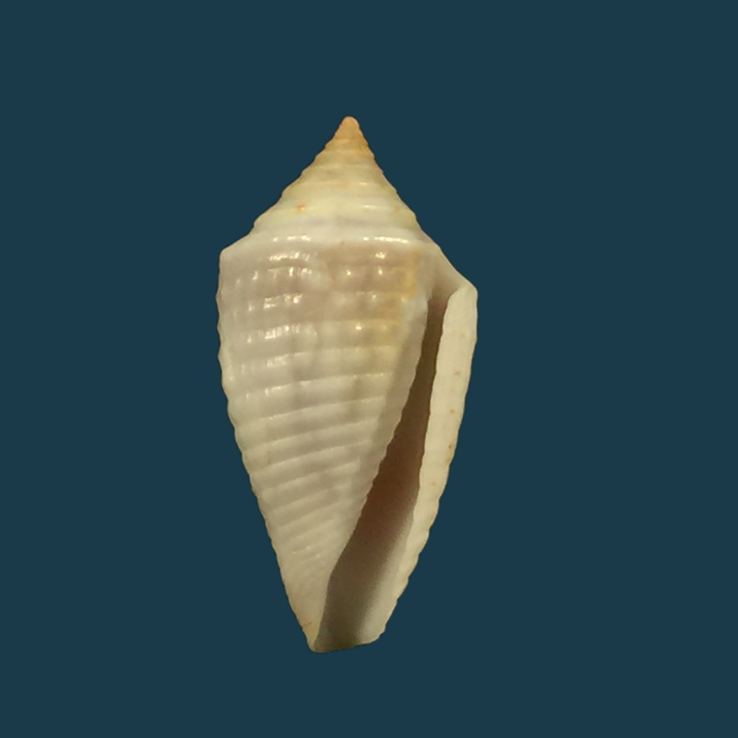 Conasprella anacarolinae Cossignani, 2019 - 17,7mm