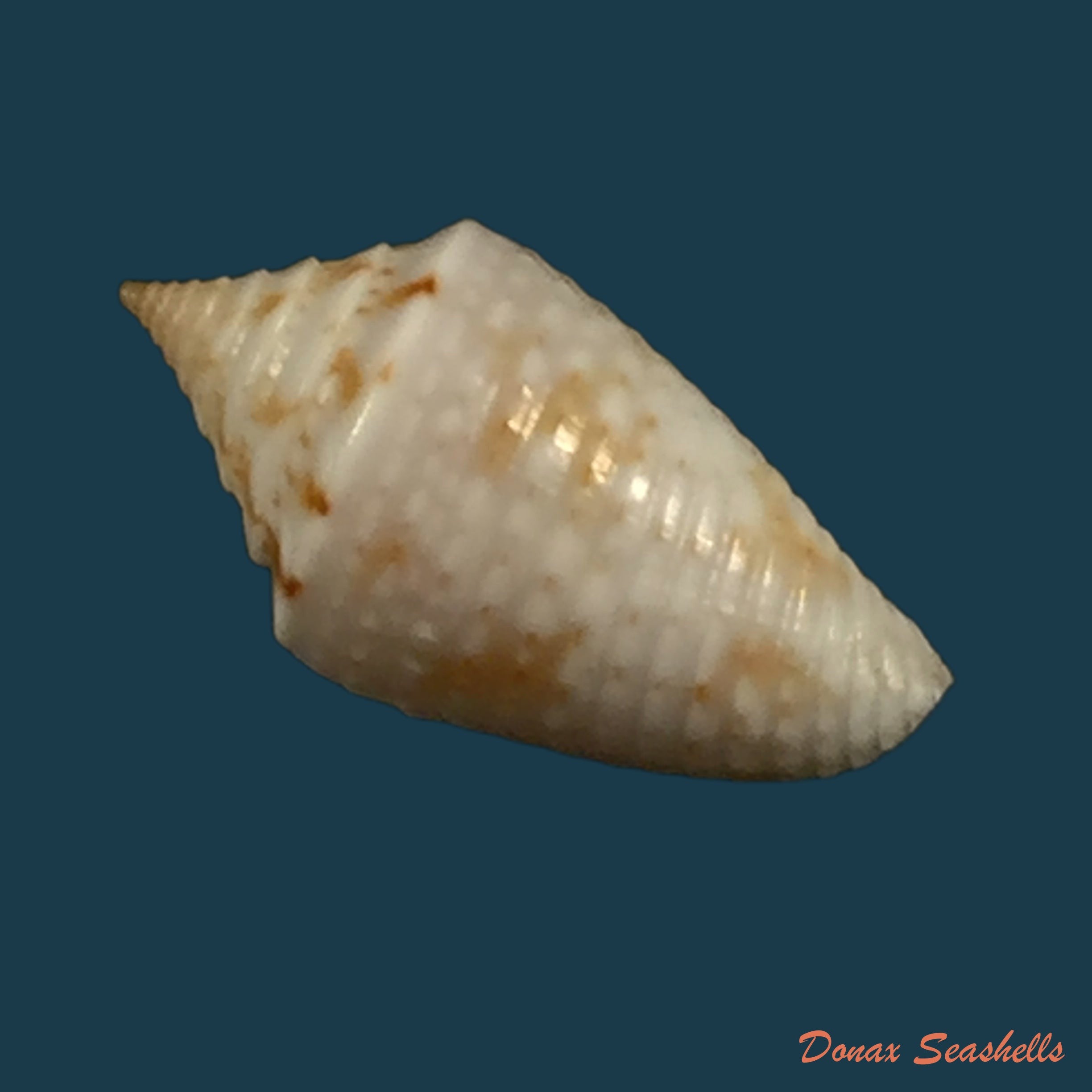 copia-de-conasprella-anacarolinae-cossignani-2019-17-4mm