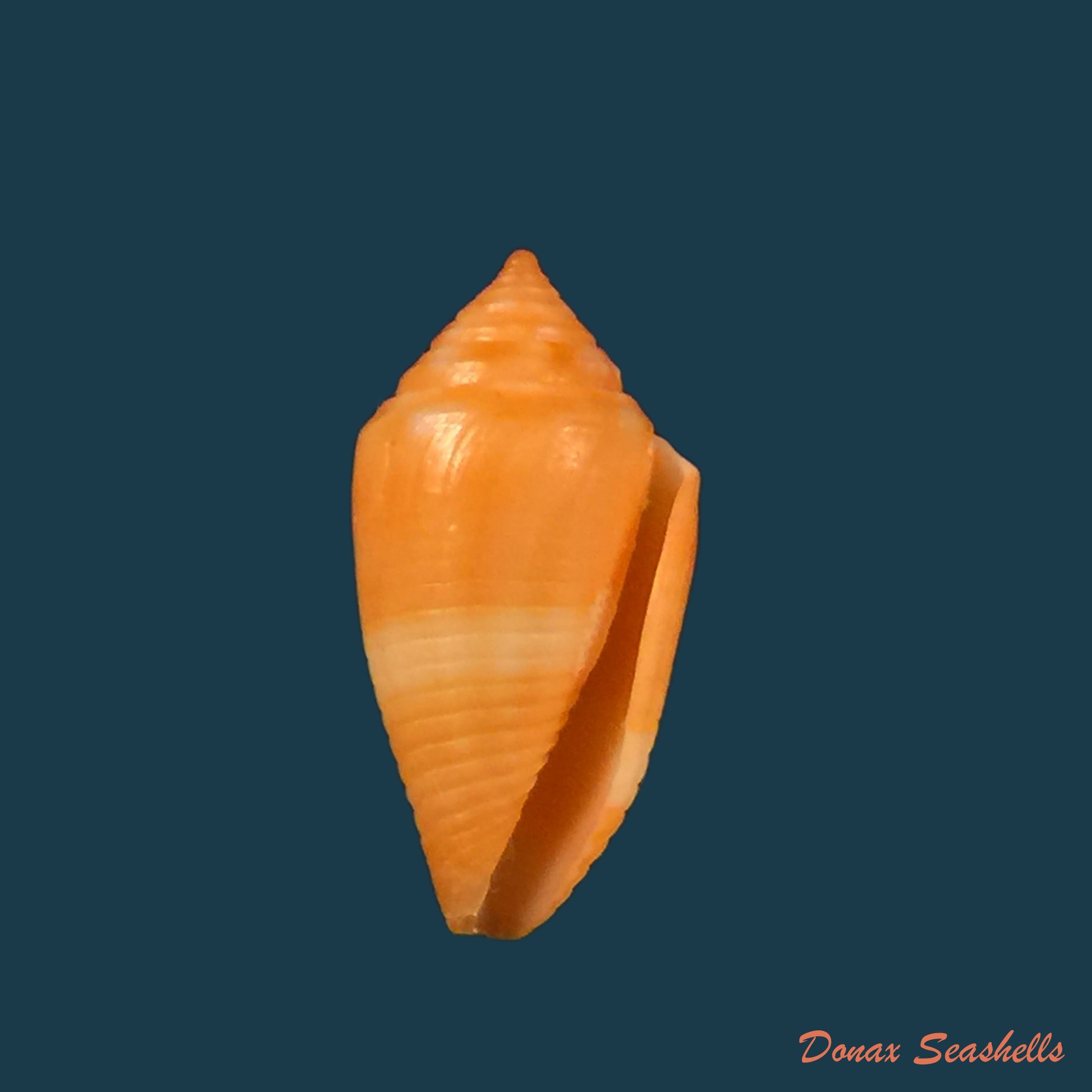 copia-de-conasprella-damasoi-gray-1839-16-1mm