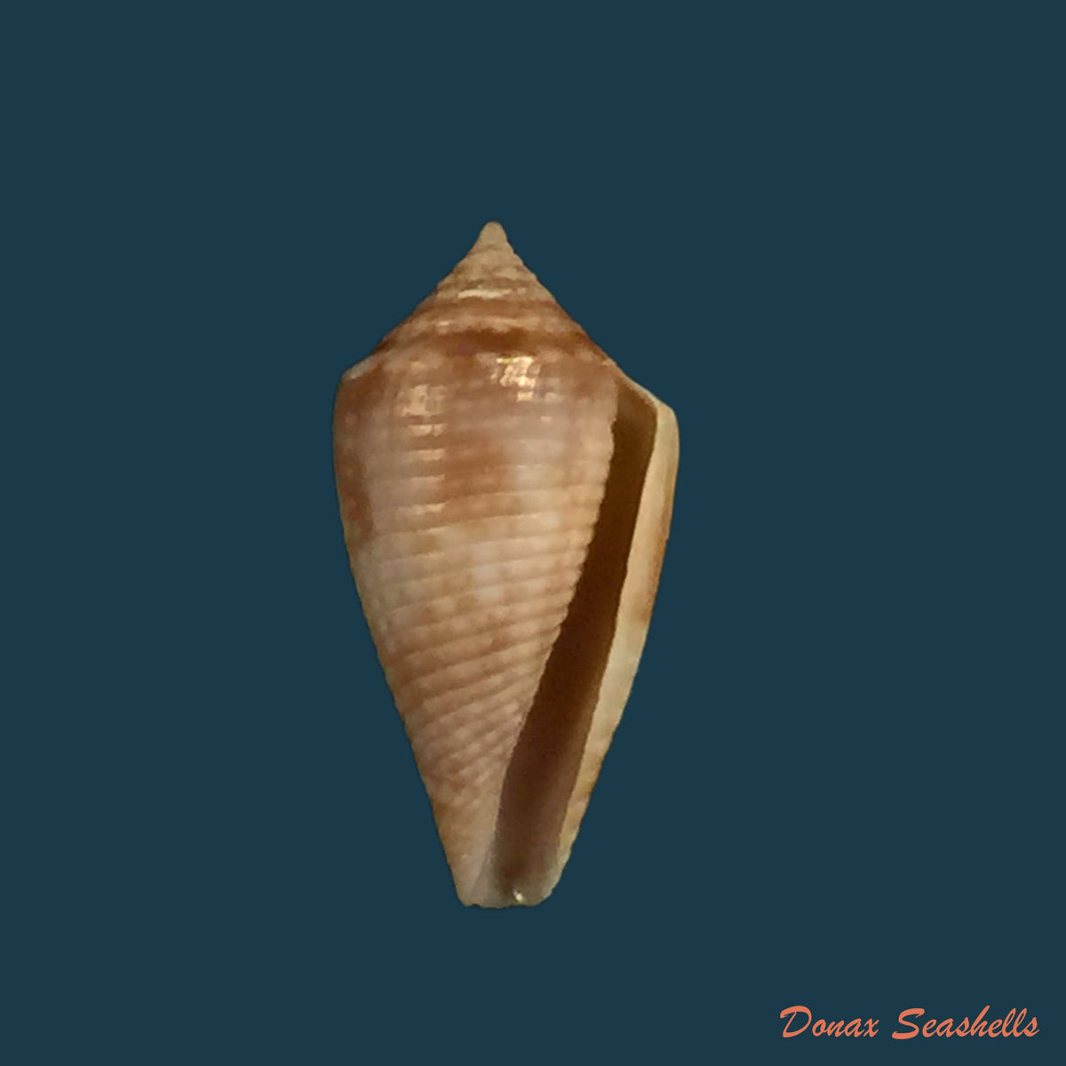 copia-de-conasprella-damasoi-gray-1839