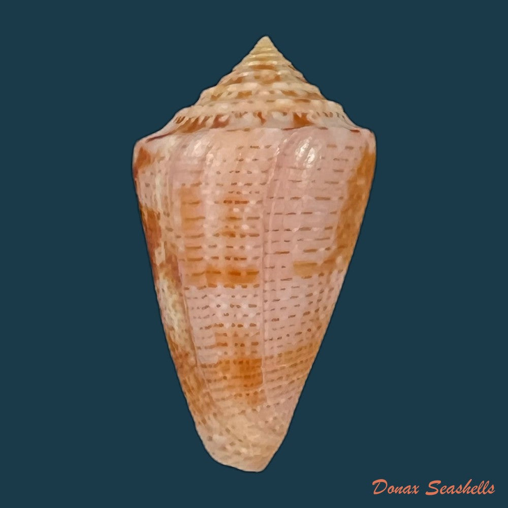copia-de-conasprella-ericmonnieri-petuch-r-f-myers-2014-32-5mm