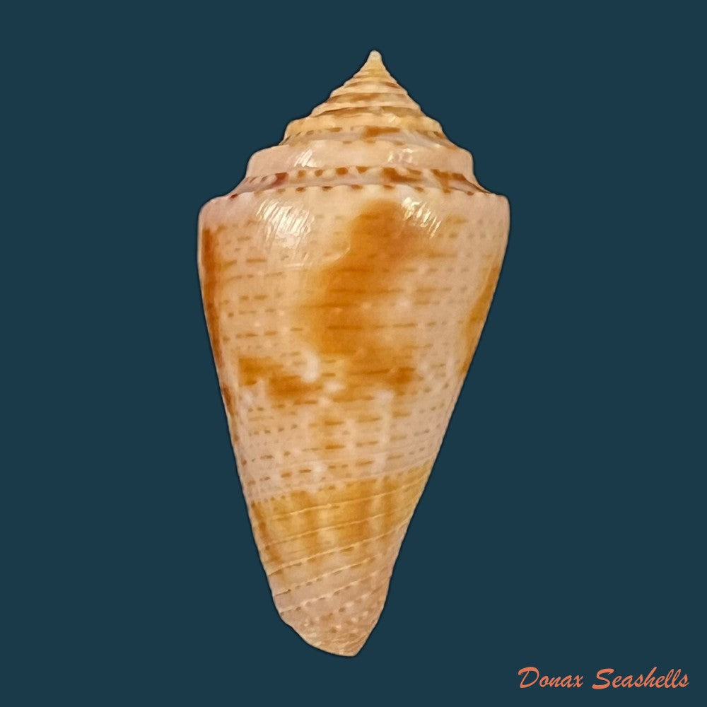 copia-de-conasprella-ericmonnieri-petuch-r-f-myers-2014-35-4mm