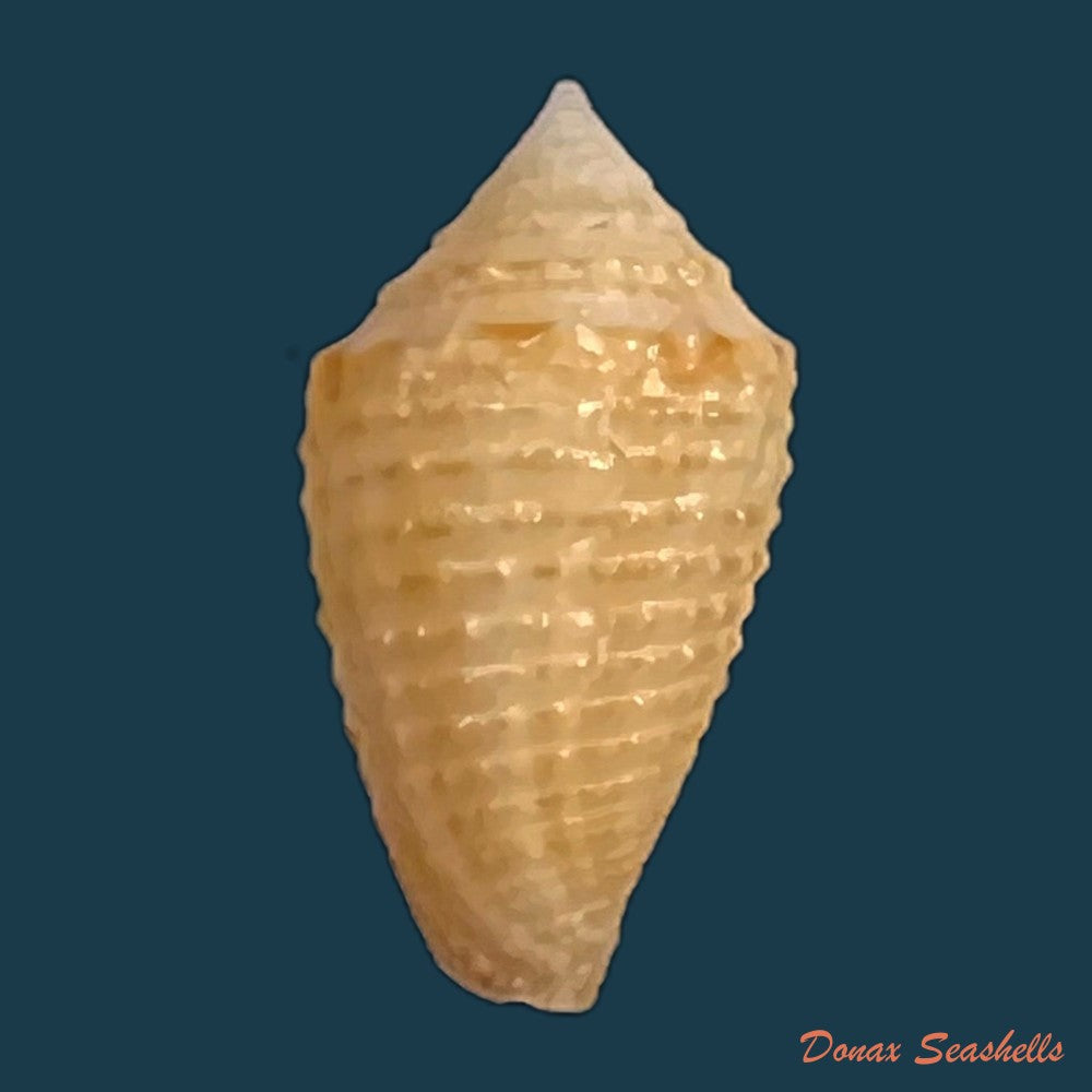 copia-de-conasprella-henckesi-coltro-2004-16-8mm