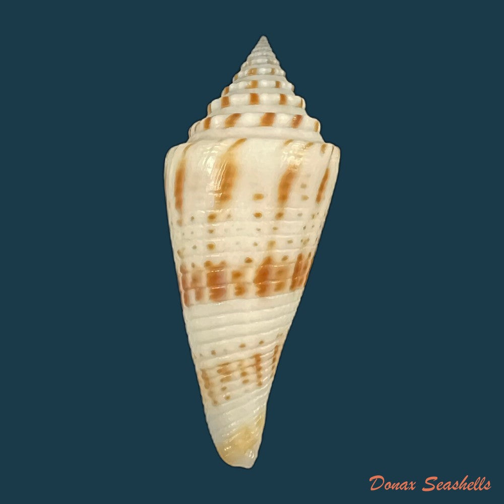 copia-de-conasprella-ichinoseana-kuroda-1956-57mm