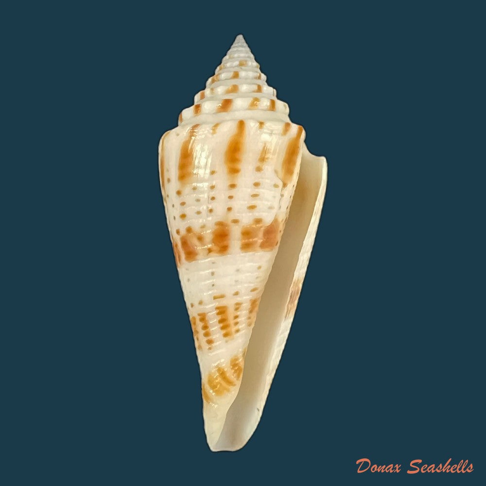 copia-de-conasprella-ichinoseana-kuroda-1956-57mm