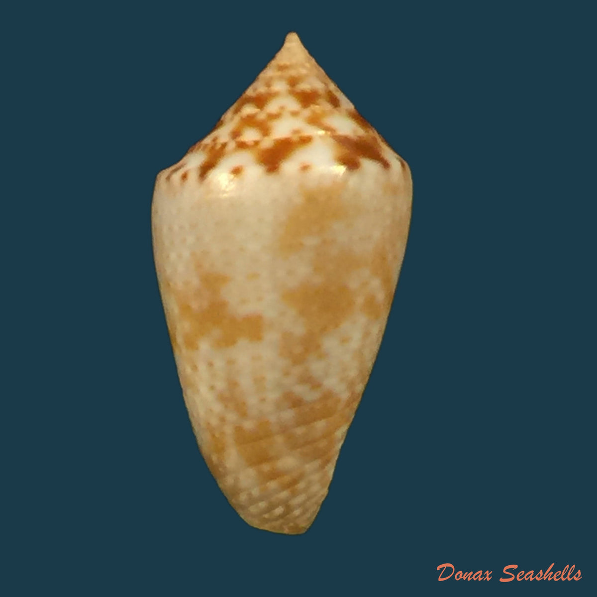 copia-de-conasprella-josei-petuch-berschauer-2016-15-2mm