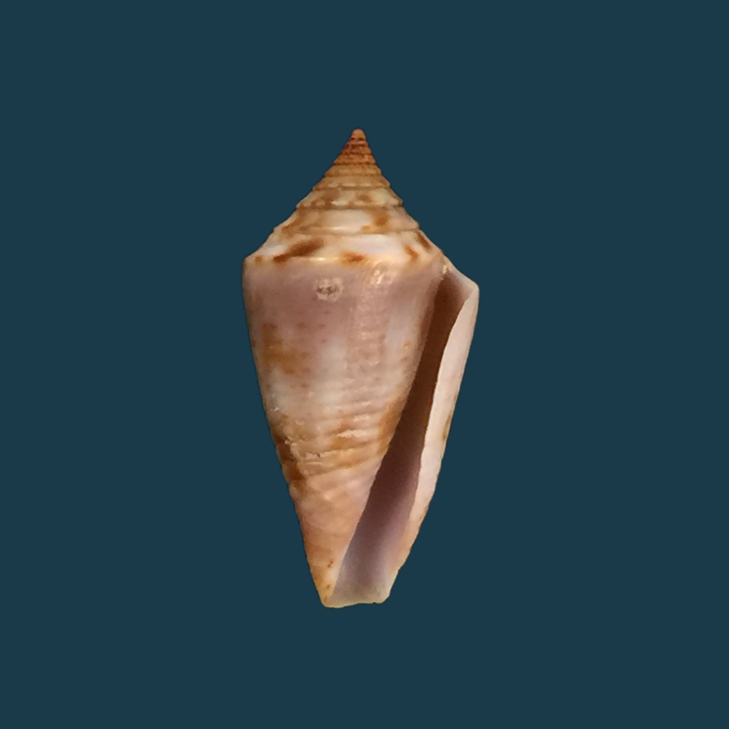 Conasprella simonei Petuch & Myers, 2014 - 20,9mm