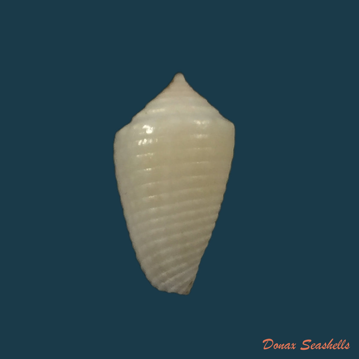 copia-de-conasprella-pomponeti-petuch-r-f-myers-2014-13-6mm