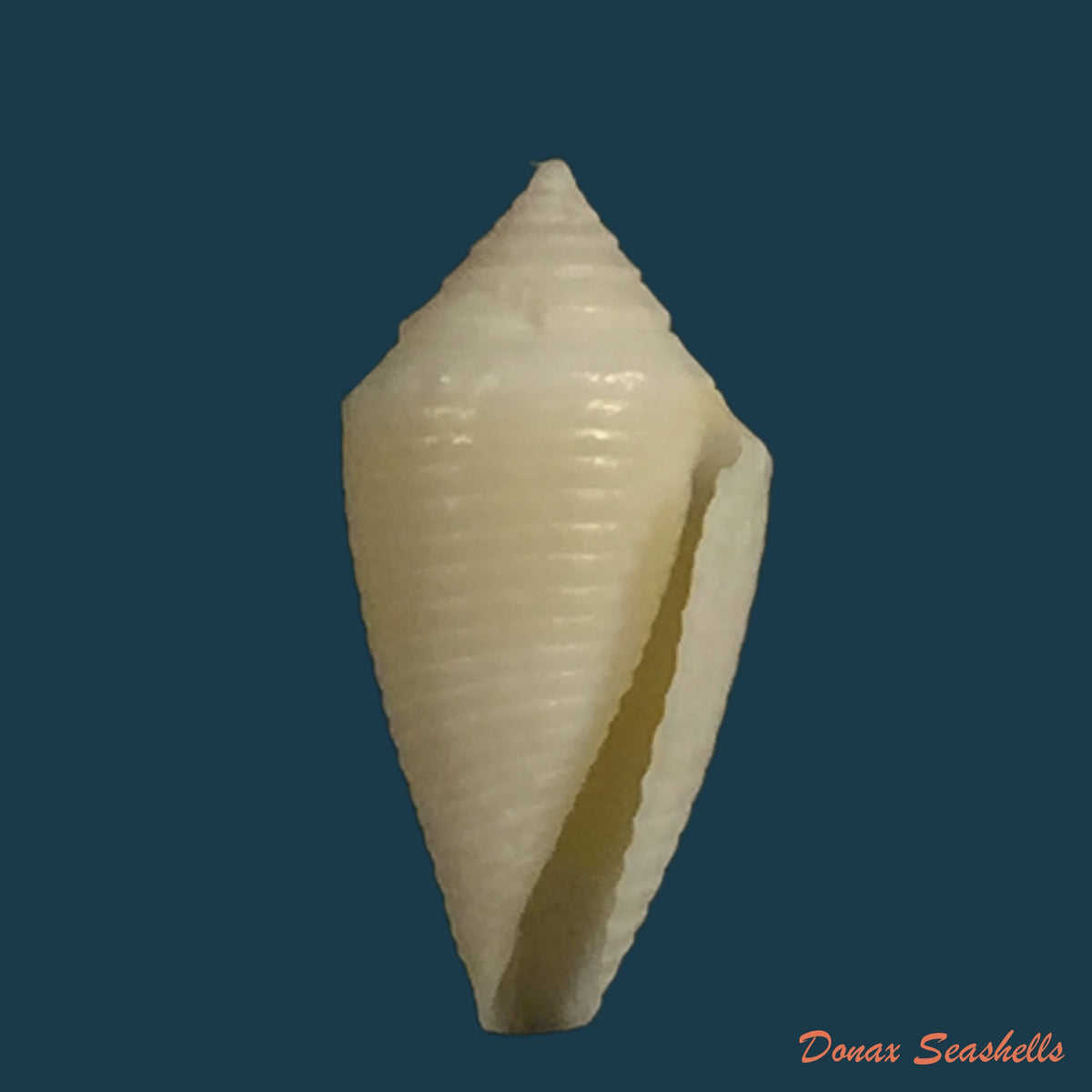 copia-de-conasprella-simonei-petuch-myers-2014
