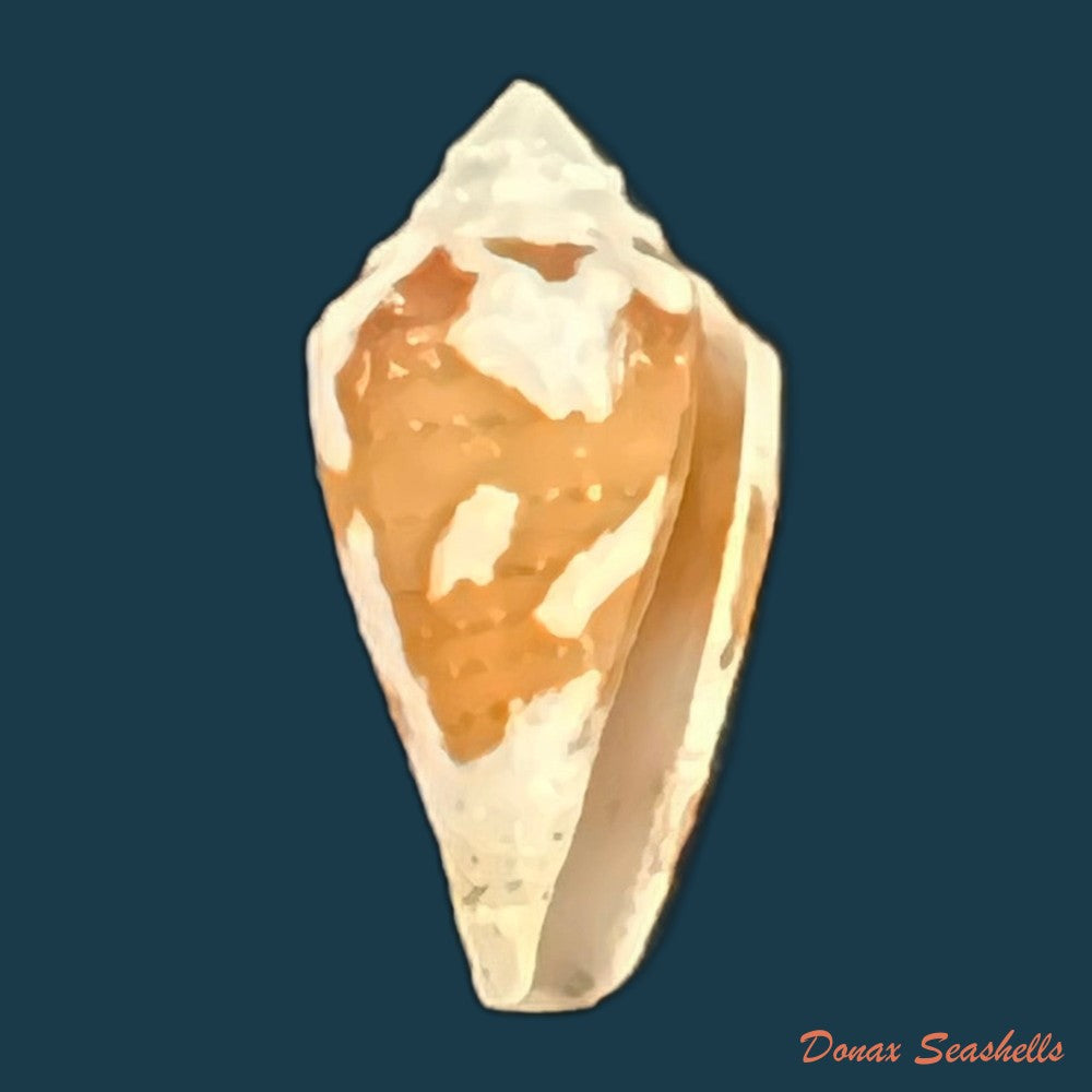 copia-de-conus-archon-broderip-1833-20-6mm