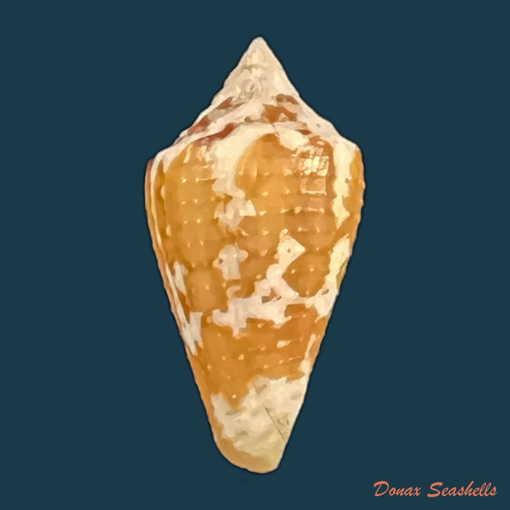 copia-de-conus-archon-broderip-1833-27-4mm