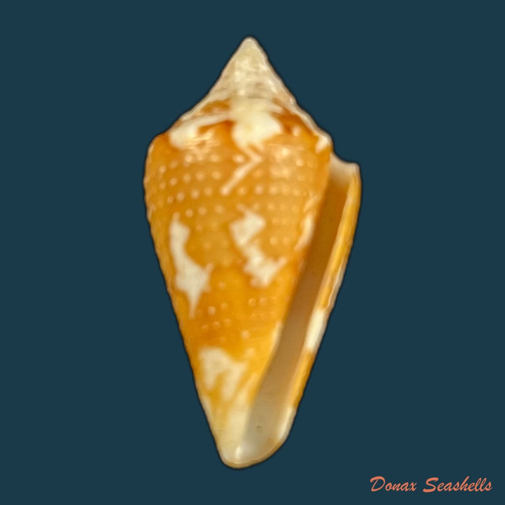 copia-de-conus-archon-broderip-1833-27-4mm