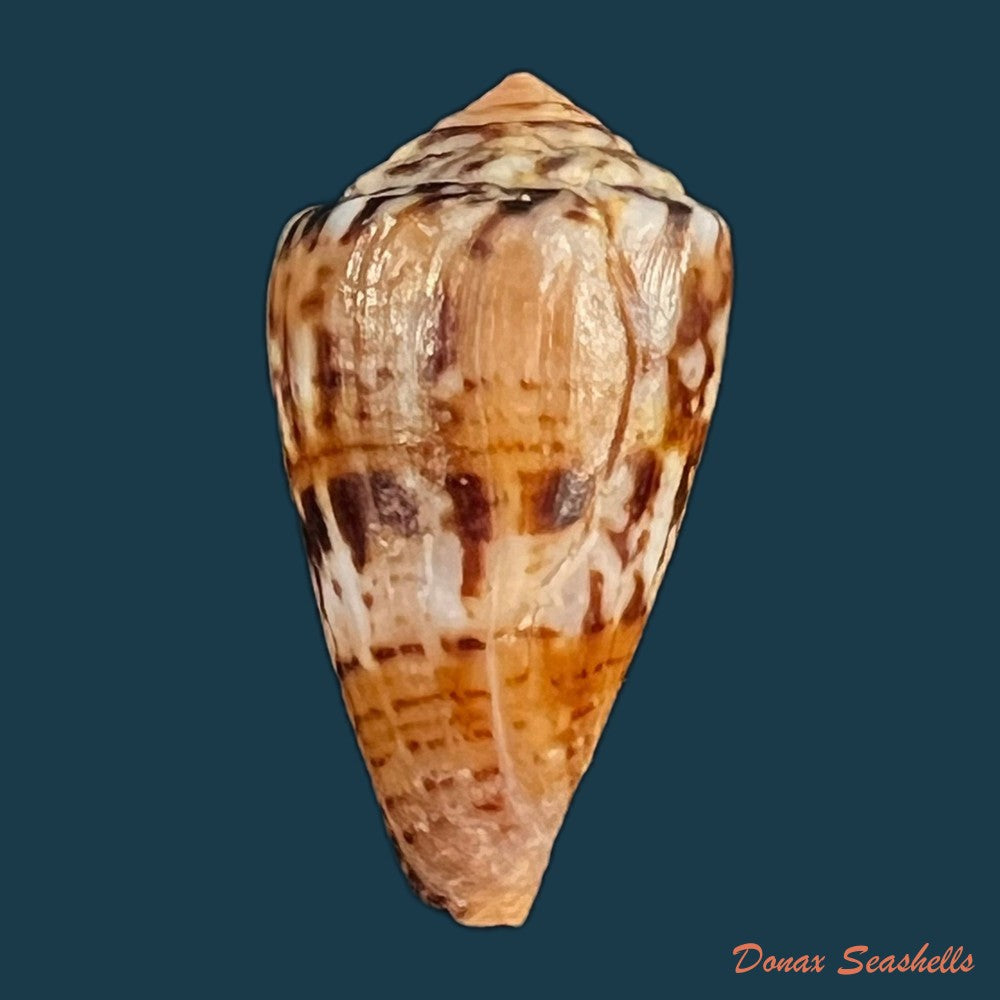 copia-de-conus-brasiliensis-clench-1942-25-4mm