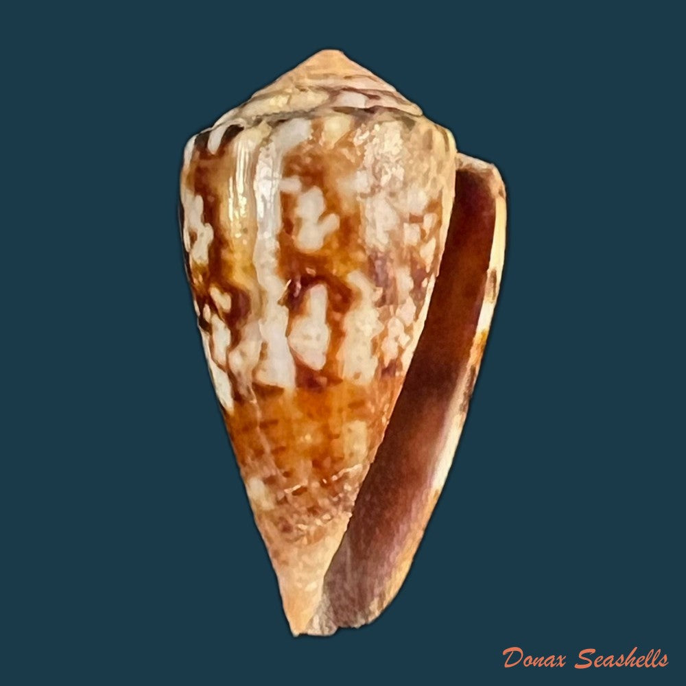 copia-de-conus-brasiliensis-clench-1942-25-4mm