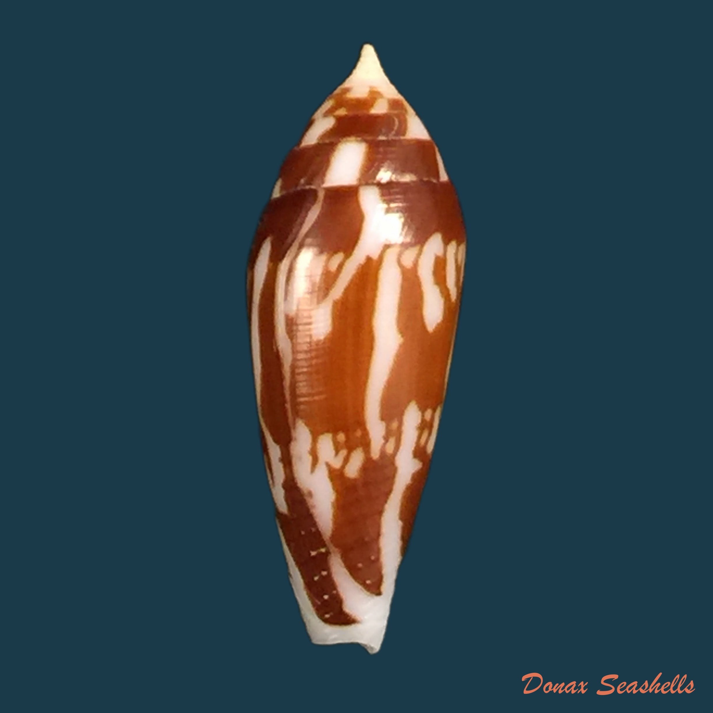 copia-de-conus-mitratus-hwass-1792