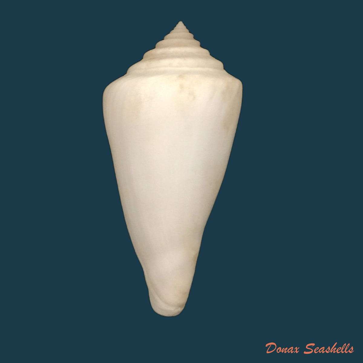 copia-de-conus-nobilis-victor-broderip-1842-47-7mm