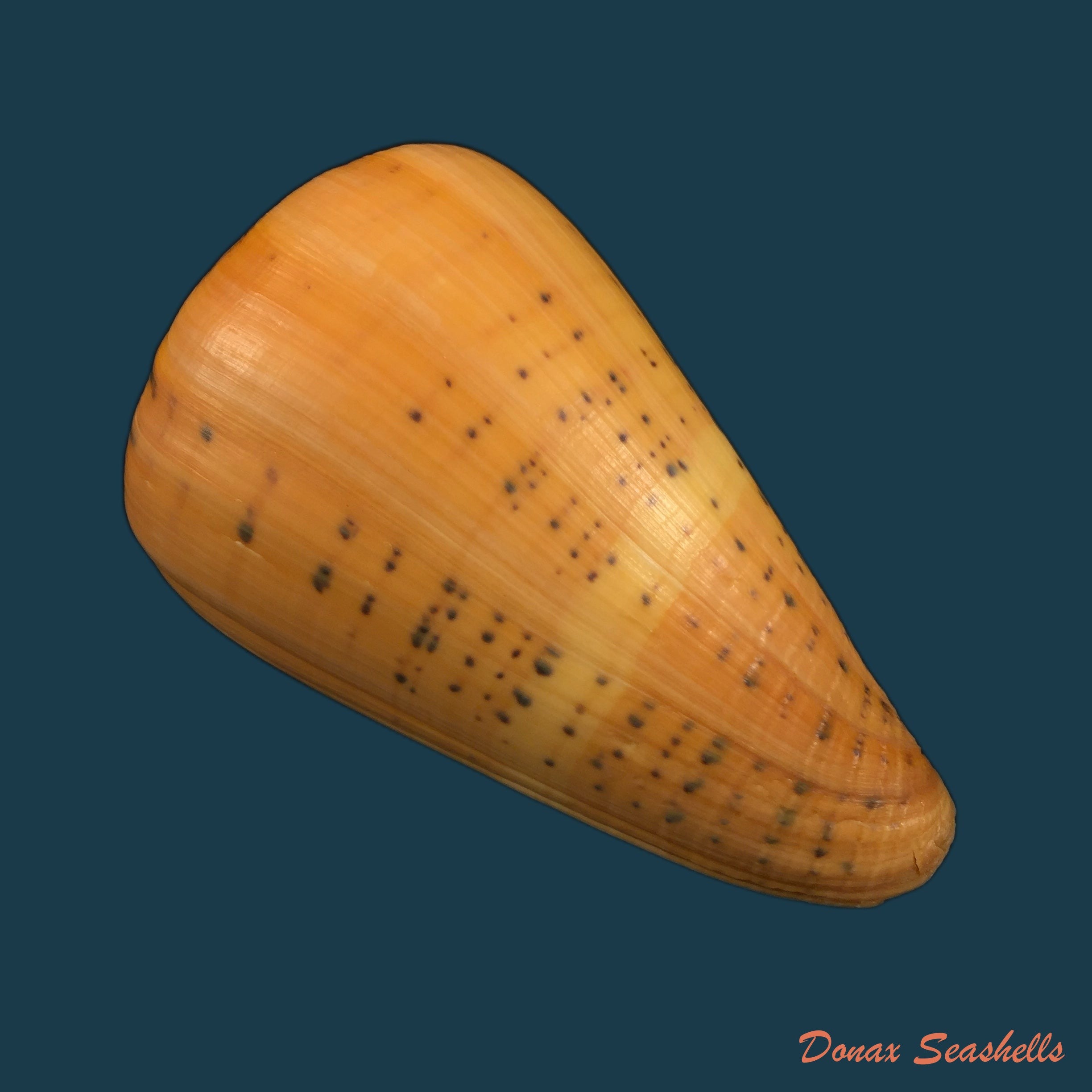 copia-de-conus-pennaceus-lohri-kilburn-1972-46-5mm