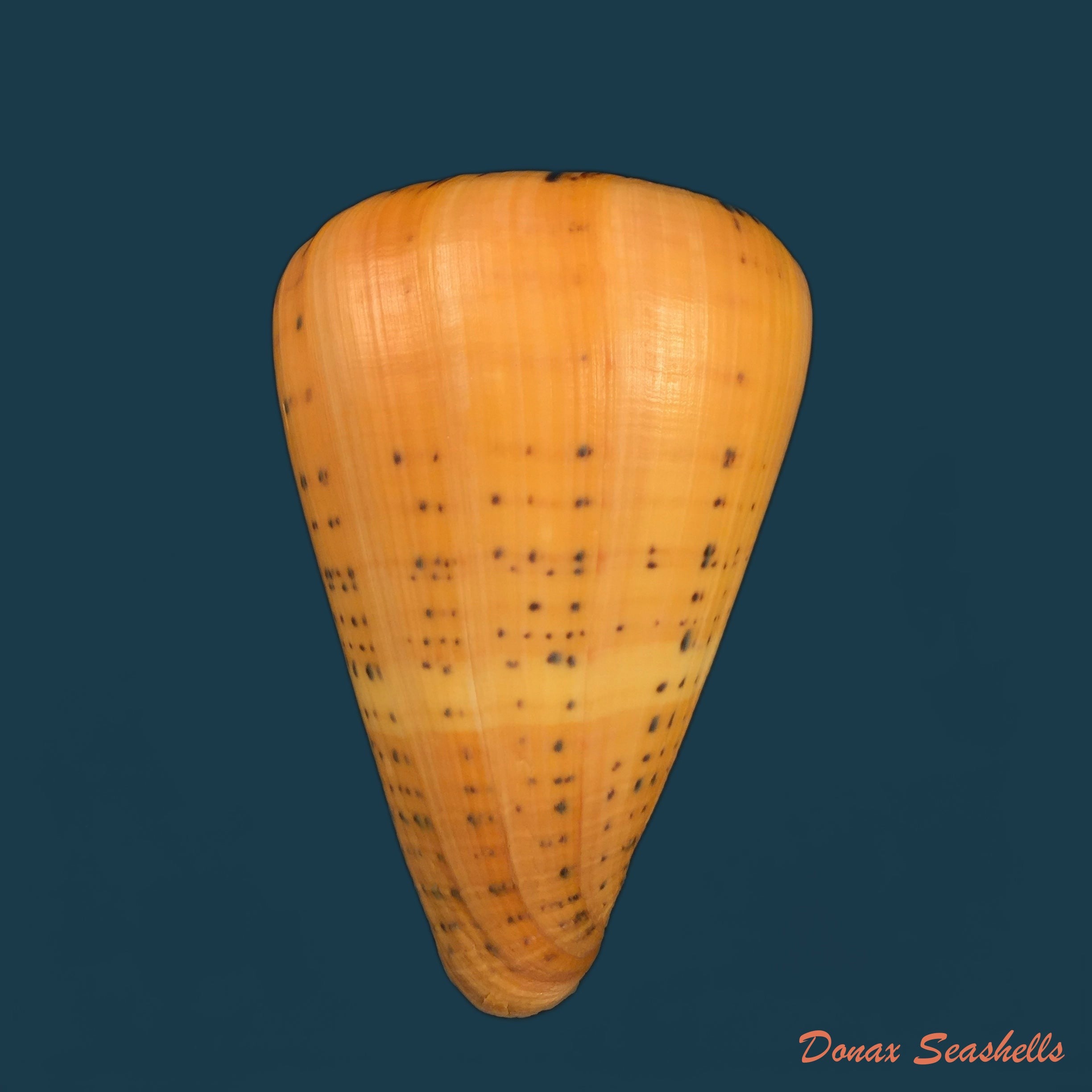 copia-de-conus-pennaceus-lohri-kilburn-1972-46-5mm