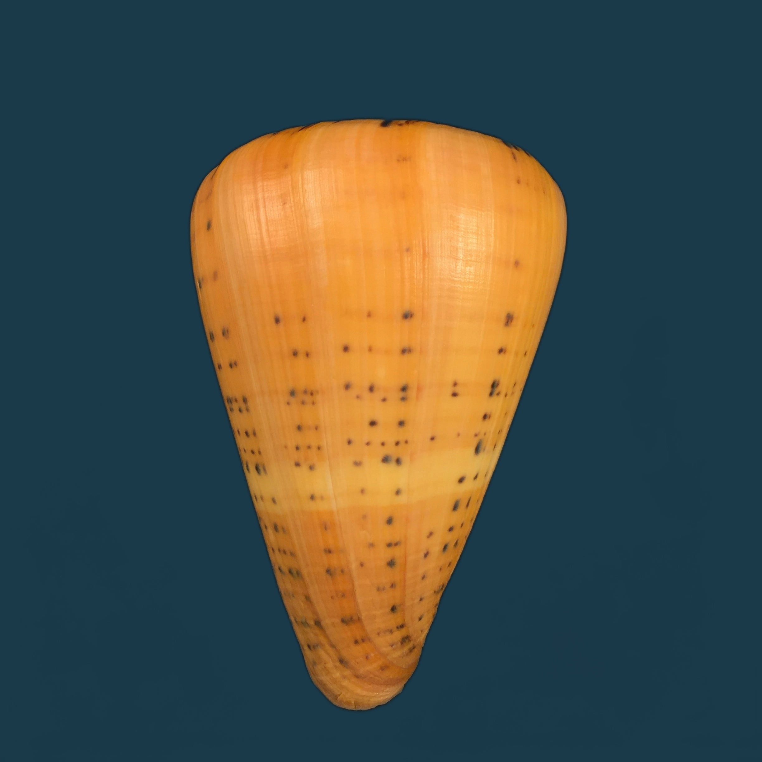 桦木芋螺 (Conus betulinus Linnaeus), 1758 - 135,6mm