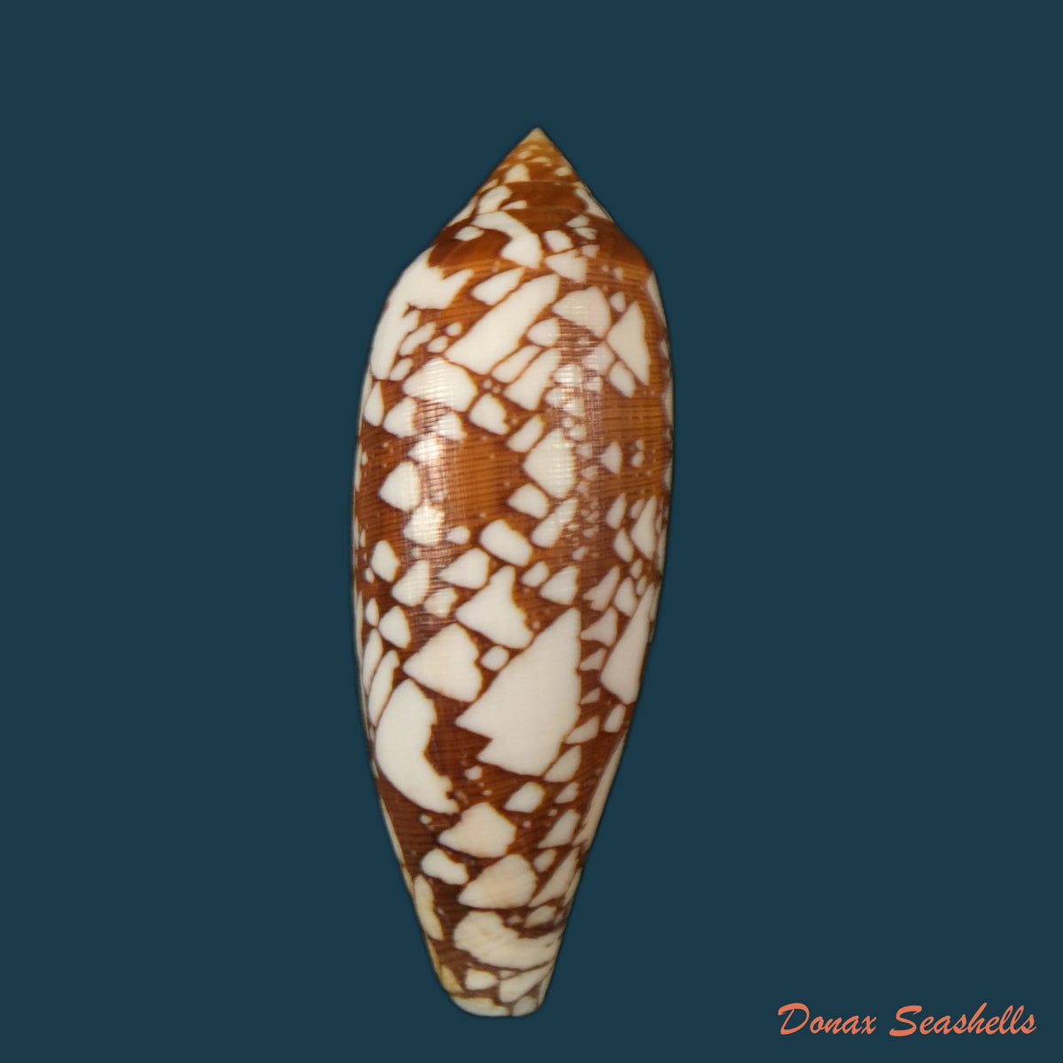 copia-de-conus-quercinus-lightfoot-1786-52-9mm