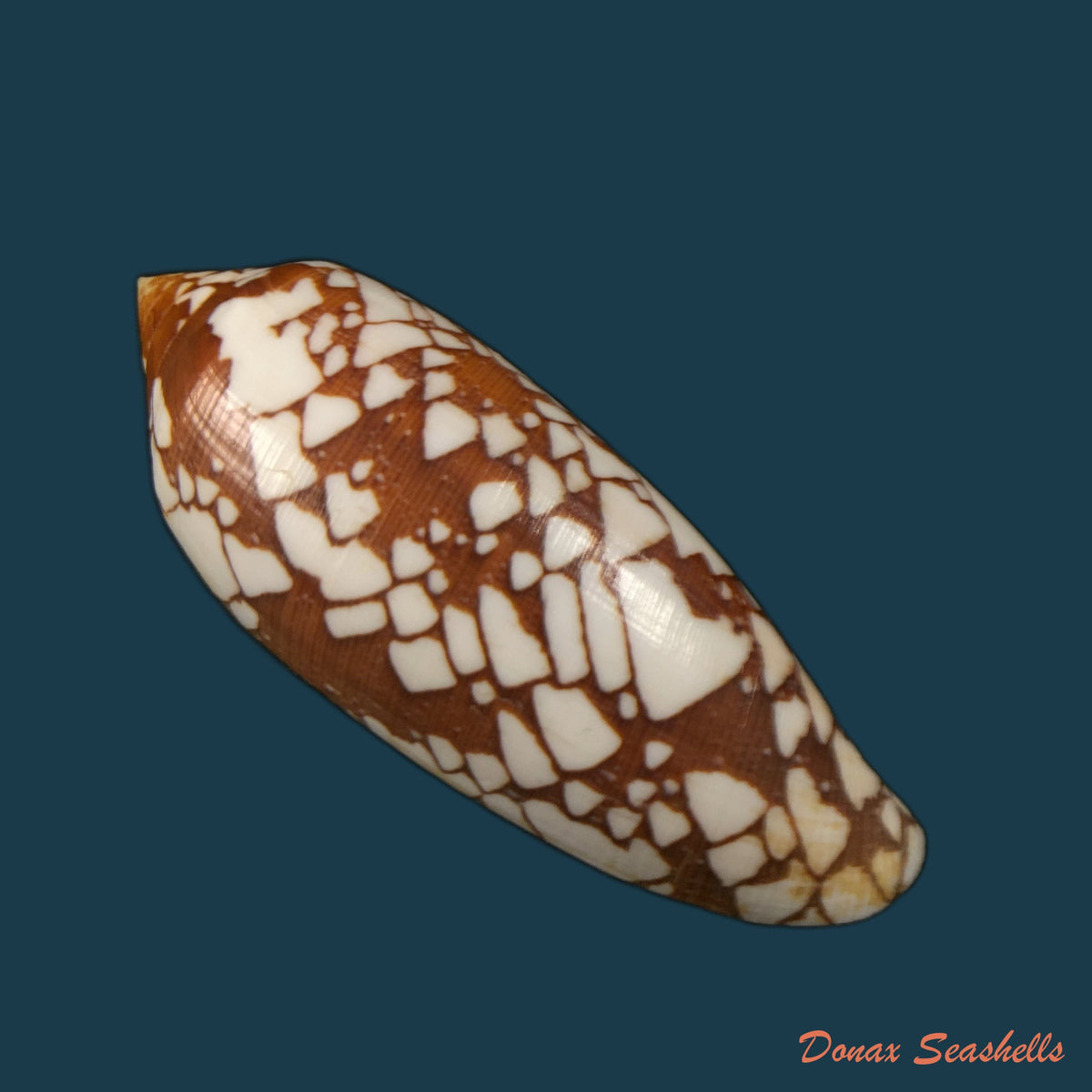 copia-de-conus-quercinus-lightfoot-1786-52-9mm